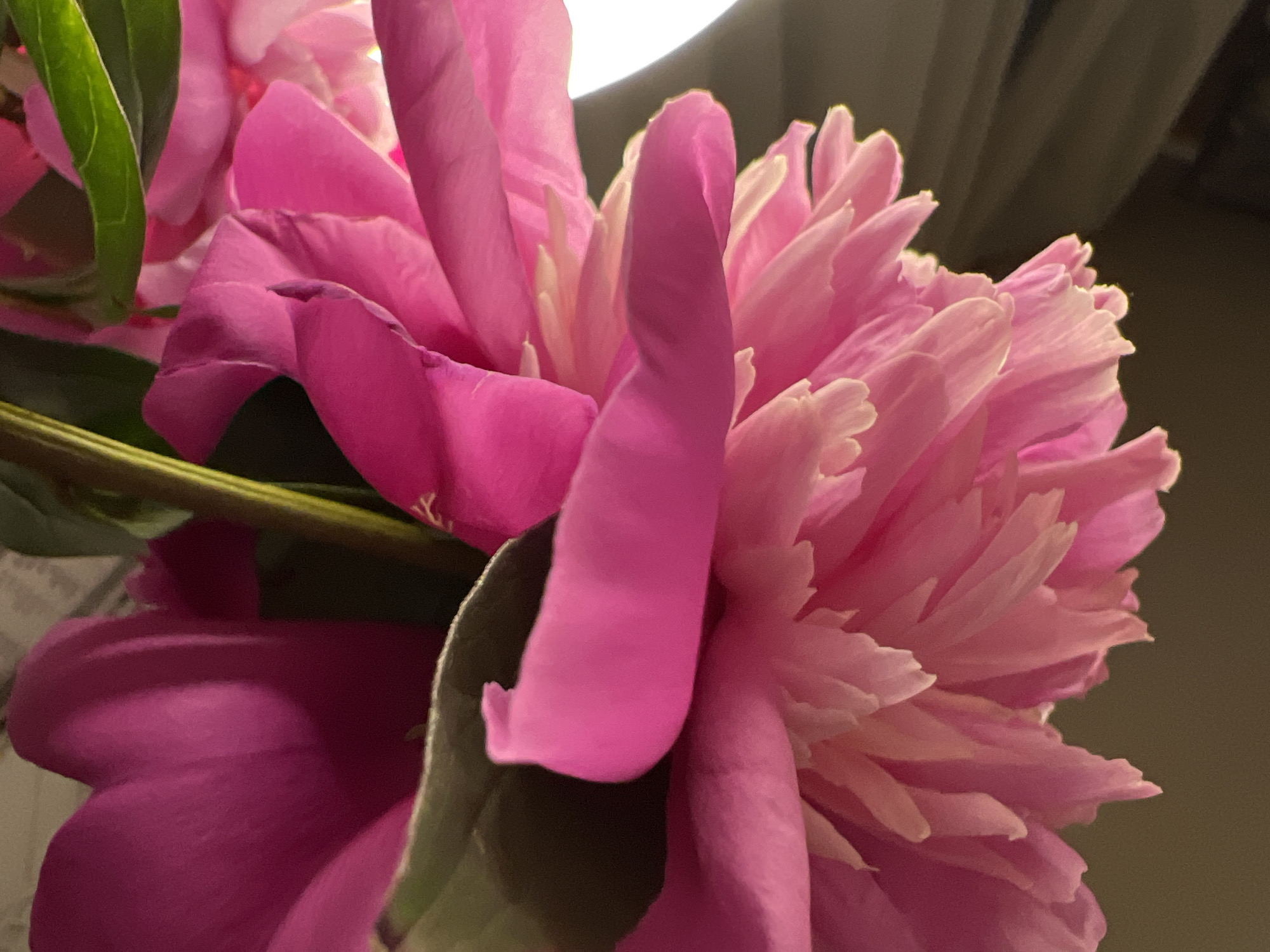 A close-up, low-angle shot captures the vibrant pink petals of a peony flower. The lighting is dramatic, with a bright light source illuminating the lower portion of the flower and casting shadows. The background is dark and out of focus, with hints of green foliage and a blurred curtain or drape. The petals are ruffled and layered, with some showing delicate, lighter pink edges. A thick, dark green leaf curves over some of the petals. The image appears to have been taken indoors, possibly in a home or studio setting in Minsk, Belarus, given the context provided. No people or actions are depicted.