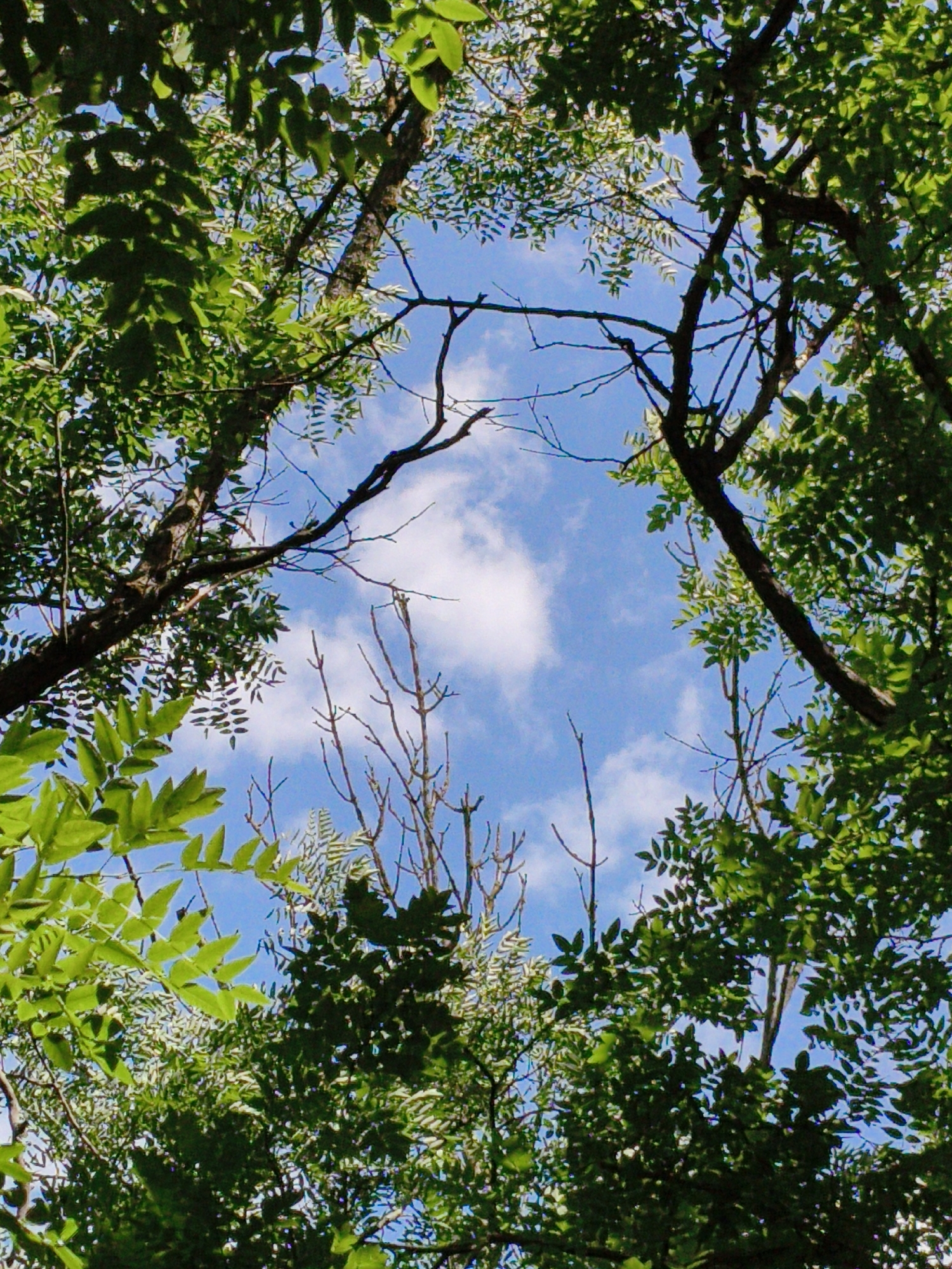 The image depicts a view looking upwards through a canopy of green leaves and branches against a bright blue sky with scattered white clouds. The foliage is dense in some areas, with sunlight filtering through, creating a dappled effect. Bare branches and lighter green leaves are also visible, suggesting a mix of tree types or stages of growth. The composition frames the sky, creating a sense of looking up from beneath the trees. There is no indication of the city of Bagerovo, Ukraine within the image.