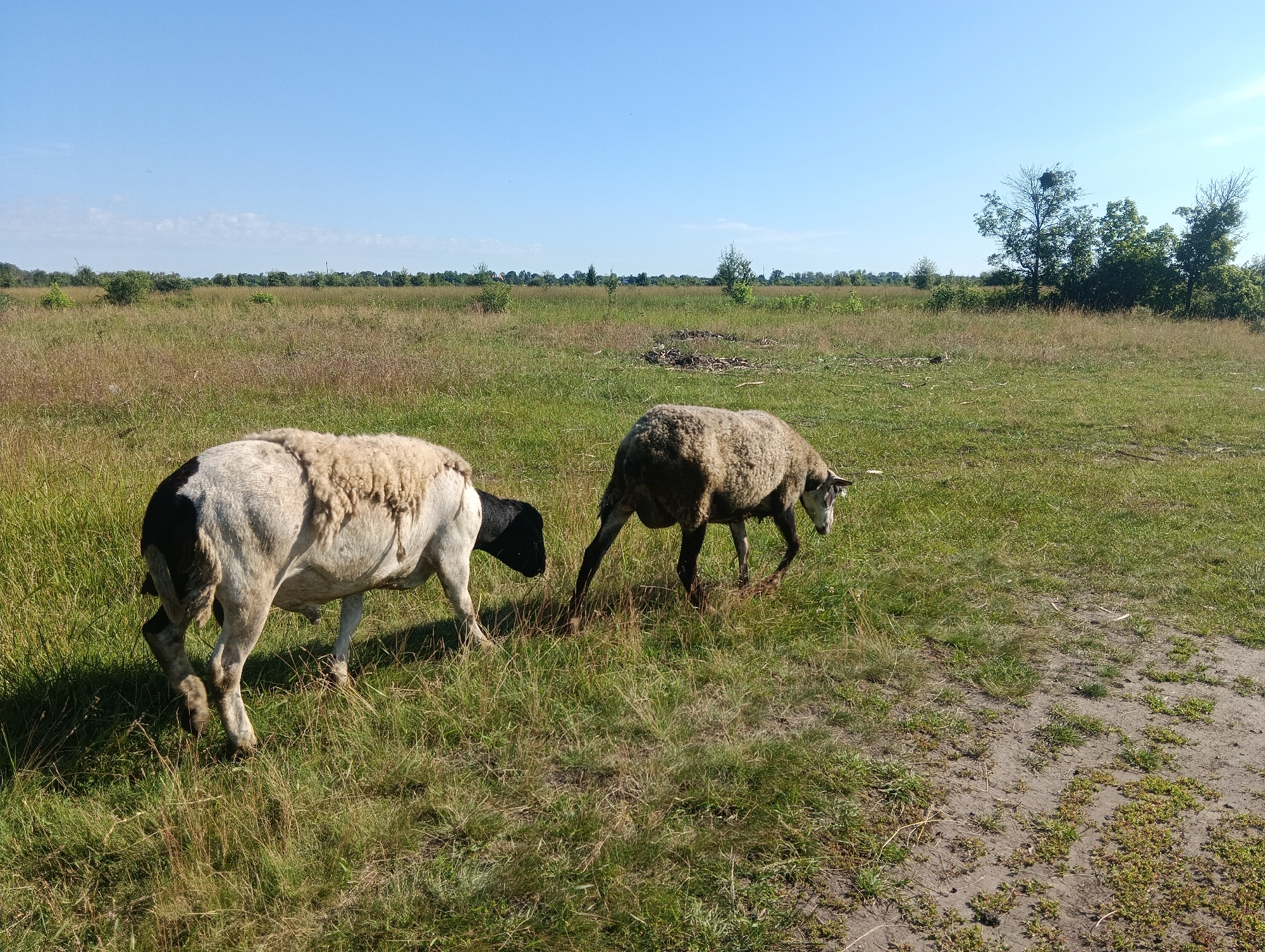 Two sheep are grazing in a grassy field under a clear blue sky. The sheep on the left is predominantly white with black markings on its head and legs. The sheep on the right is a darker, mottled brown. The field is covered in a mix of green and dry grass, with some scattered branches and debris in the middle ground. In the distance, a line of trees forms the horizon, with a large tree with a bird's nest visible on the right. The ground in the foreground is a dirt path with sparse vegetation.