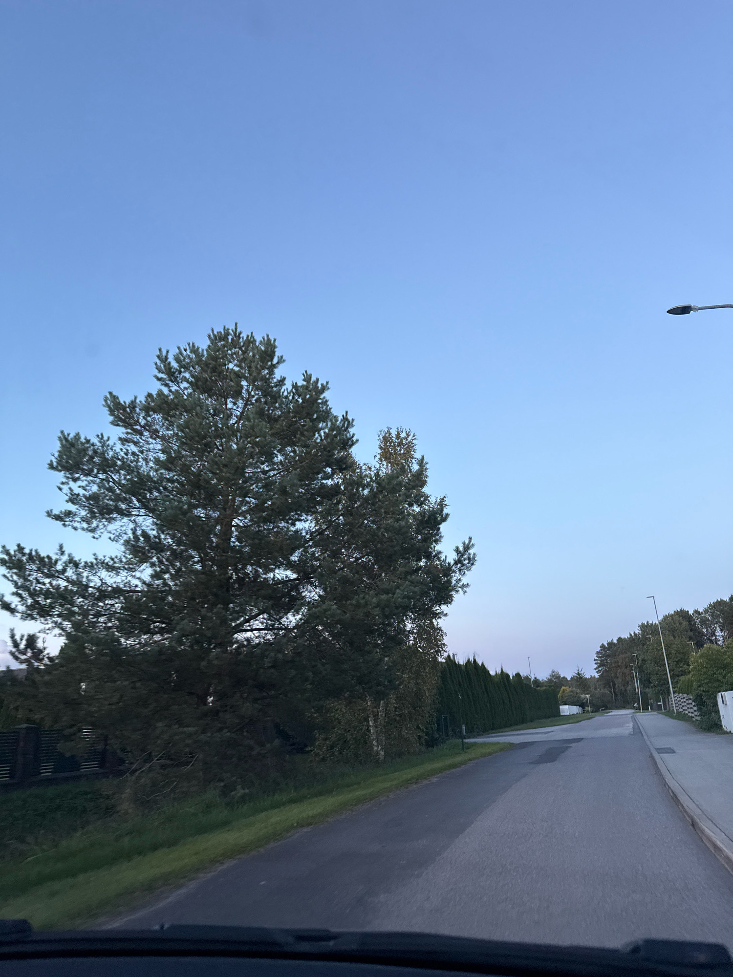 The image depicts a clear, pale blue sky over a quiet suburban street in Alliku, Estonia. A tall pine tree dominates the left side of the frame, its needles silhouetted against the sky. To the right, a street lamp stands tall, its modern design visible against the expansive sky. The asphalt road curves gently, bordered by a neat green hedge and a few scattered houses. The scene conveys a sense of peaceful solitude, with no people or vehicles present. The lighting suggests either early morning or late evening, as the sun is low on the horizon.