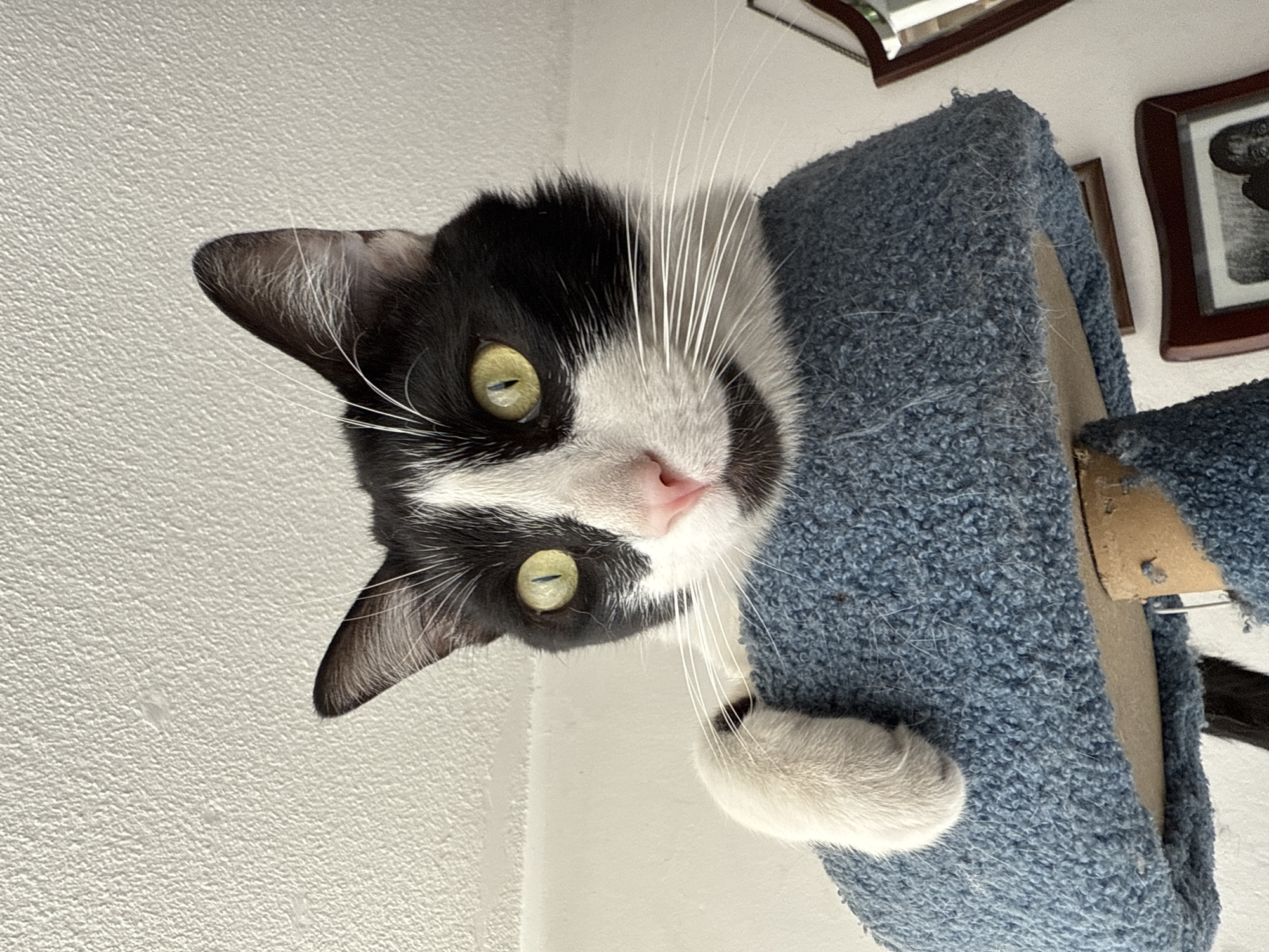 A black and white cat is peering down from a blue, carpeted cat tree. The cat has yellow-green eyes, a pink nose, and a single white paw is visible. A white wall is on the left, and above the cat tree, parts of framed pictures are visible. The location is not identifiable as Puebla, Mexico, based on the visible elements in the image.