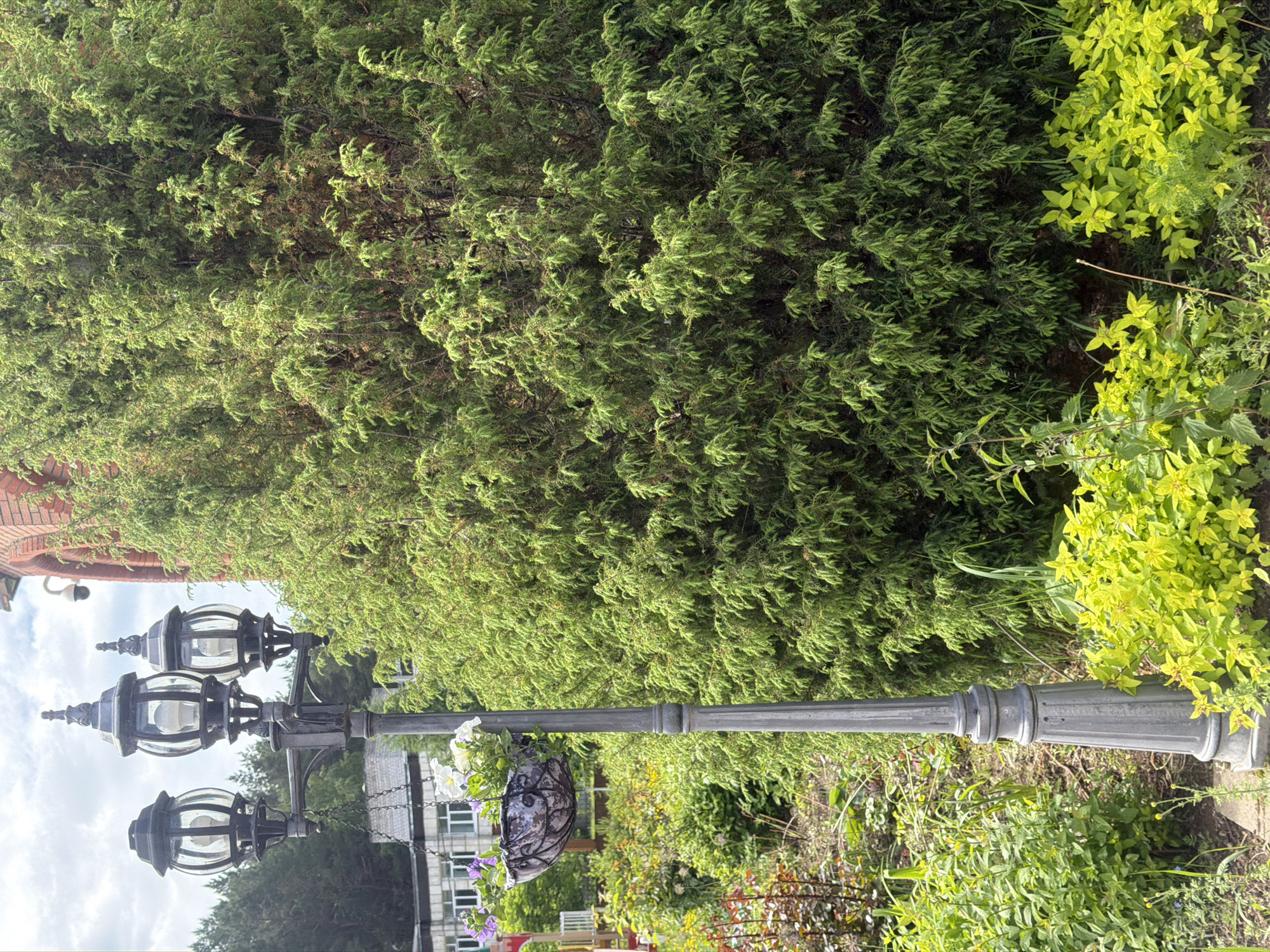 This vertical outdoor photograph, taken in the city of Chaikovsky, Russia, captures a detailed view of a landscaped area on a cloudy day. A dark grey, ornate lamppost stands prominently in the center-left, featuring a fluted base and three decorative lanterns, each containing a white, modern-style light bulb behind clear glass panels. From one of the lamppost's arms, a dark metallic hanging basket with chains is suspended, filled with blooming petunias in white and shades of purple.
To the right of the lamppost, a large, dense evergreen shrub or tree with fine, textured green foliage occupies a significant portion of the right side of the frame, extending from the middle to the bottom. The foreground is populated by various plants; bright lime-green leafy shrubs are visible on the bottom right, while a mix of green herbaceous plants and some small yellow wildflowers cover the bottom left.
In the upper right portion of the background, a section of a red brick building with an arched architectural detail is visible, featuring a white dome-shaped security camera mounted on its exterior. Behind the lamppost on the left side of the mid-ground, a multi-story grey building with multiple windows is discernible. Further back, a dense line of trees forms the horizon on the upper left. The sky above is overcast with visible clouds. No people or animals are present within the scene.