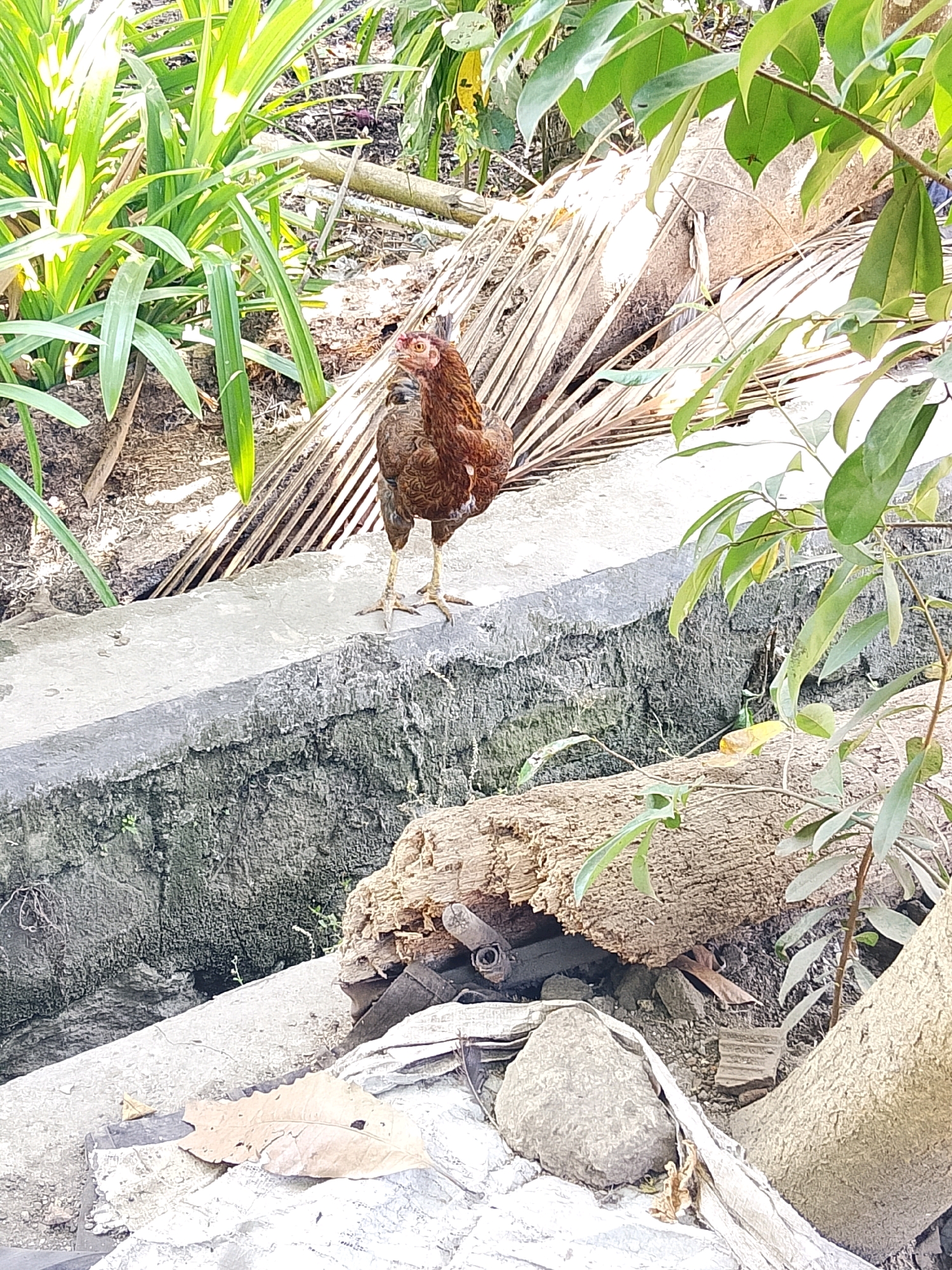A brown hen stands on a concrete ledge. The hen is facing left and looking towards the viewer with its head turned slightly. Its feathers are a mix of brown and black. The hen's legs are thin and yellow. The concrete ledge is weathered and has moss growing on its side. Behind the hen, there are dried palm fronds. In the foreground, there is a pile of debris including a large piece of wood and rocks. The background consists of lush green foliage. The scene appears to be outdoors in a natural or semi-natural environment.