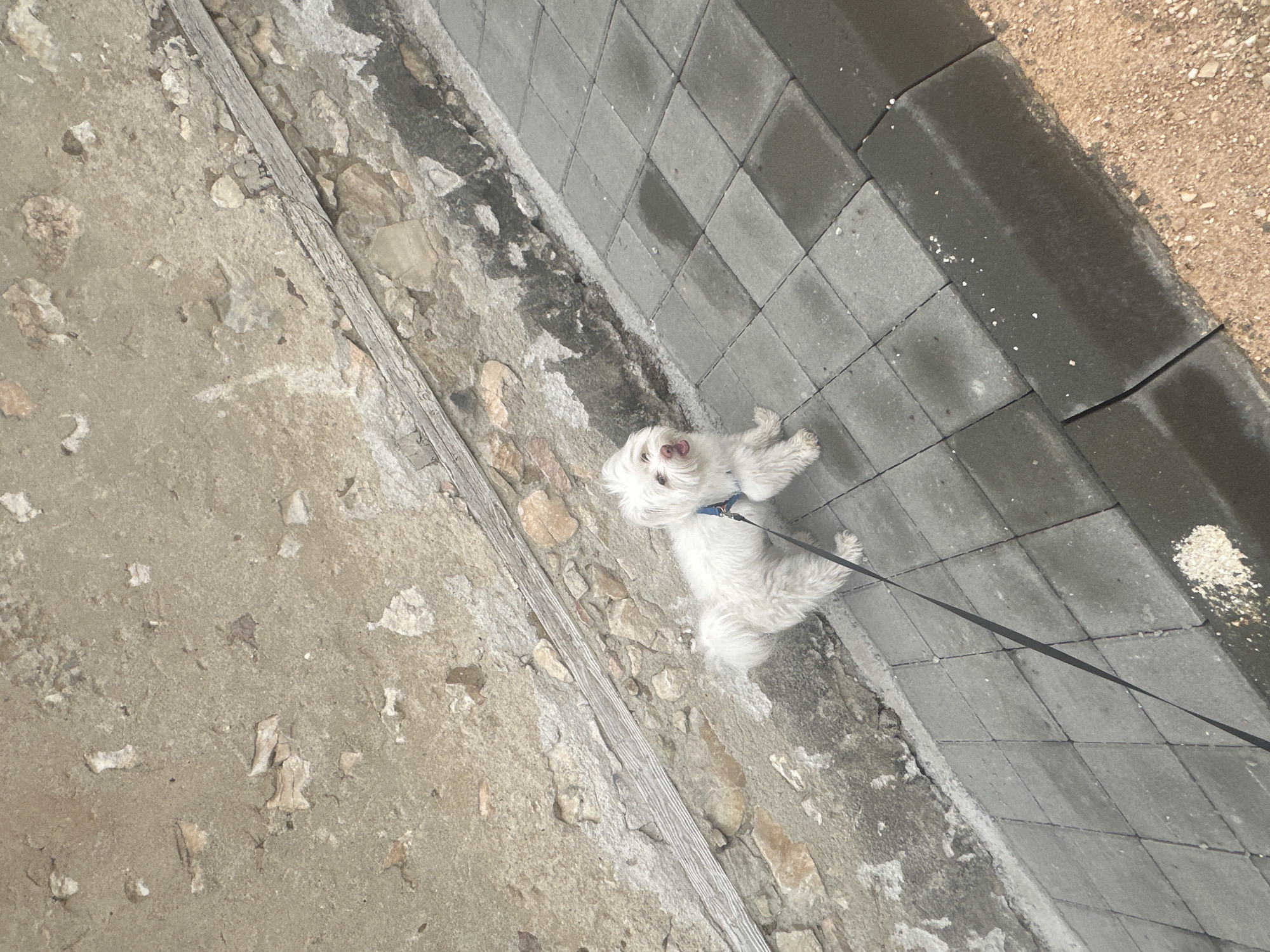 A small, white, fluffy dog on a black leash stands on a paved walkway next to a stone wall. The dog is facing the camera with its mouth open and tongue out. The walkway is made of gray pavers, some of which are wet. The stone wall is rough and textured, with various sizes of stones embedded in it. A wooden beam runs diagonally across the wall. The ground next to the walkway is covered in brown gravel. The scene appears to be outdoors, possibly in a rural or historical part of Radilovo, Bulgaria.