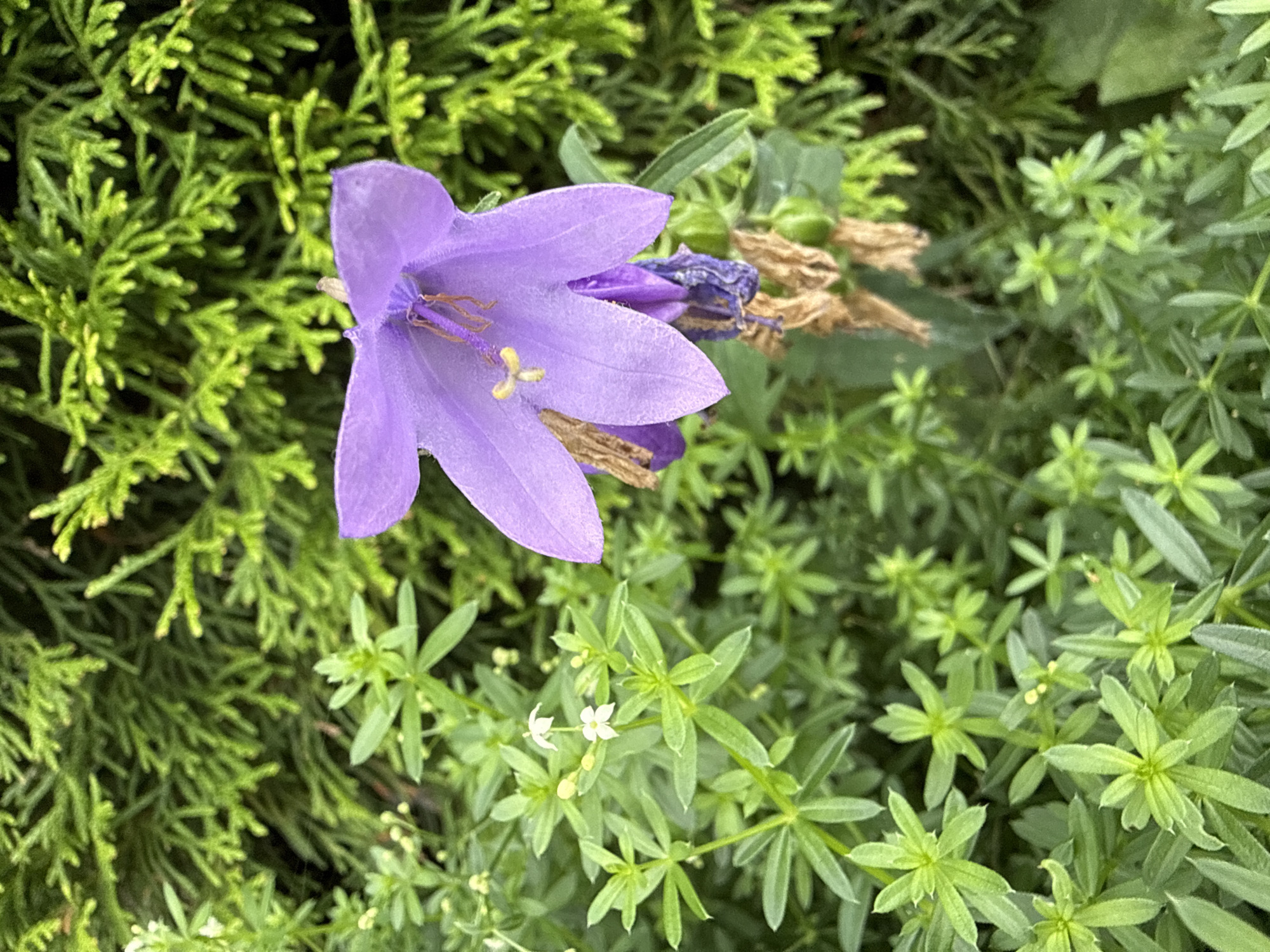 This is a close-up, vertical, outdoor photograph of a purple bell-shaped flower. The flower is in the foreground, slightly off-center to the right. It has delicate, thin petals with a slightly translucent quality and prominent stamens. To the left of the bellflower, there are clusters of small, white flowers with yellow centers, and surrounding these are numerous small, green leaves arranged in whorls. The background is a dense backdrop of evergreen foliage, likely a conifer or similar shrub, with a textured, almost feathery appearance. The lighting suggests it is daytime, with natural light illuminating the scene. The overall impression is one of a natural, garden setting.