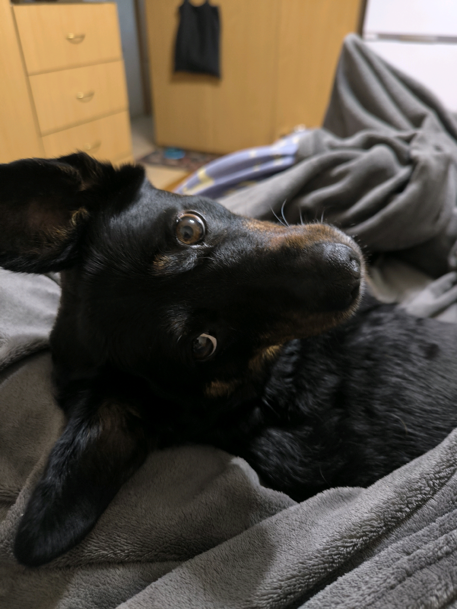 A black and tan dachshund is lying on a gray blanket. The dog is facing to the right with its head tilted upwards. Its eyes are wide and looking to the left. The dog's nose is dark and wet, with a few white whiskers visible. The background is out of focus and appears to be a bedroom with a wooden dresser and a folded gray blanket.