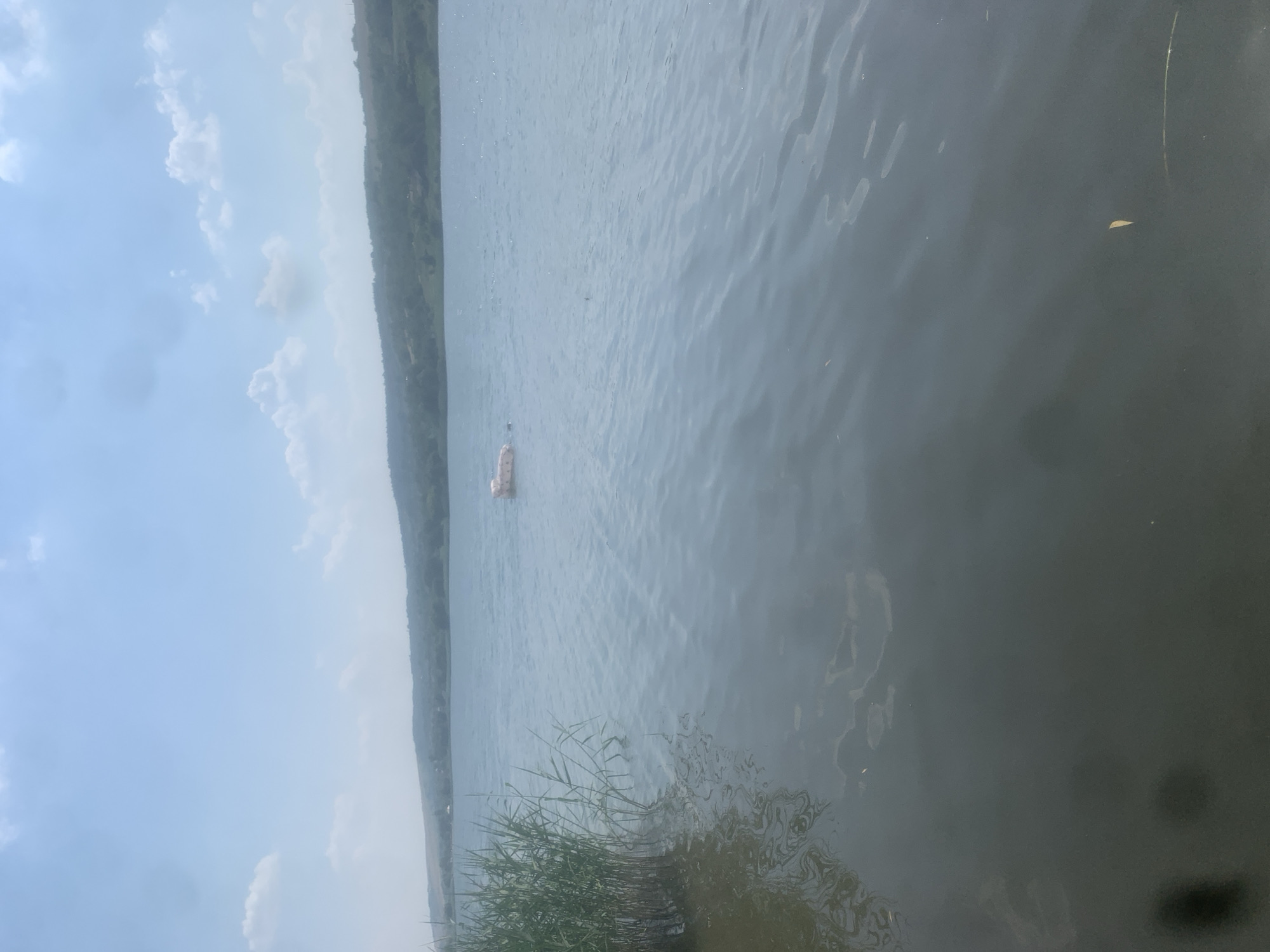 The image depicts a wide, calm body of water with a hazy, overcast sky. The scene is oriented vertically, with the water occupying most of the frame and the sky filling the upper left portion. On the left side of the frame, a treed hillside stretches into the distance, suggesting a natural landscape, possibly a river or lake. A small, light-colored object, possibly a boat or a buoy, is visible floating on the water in the middle distance. The water's surface shows subtle ripples, indicating minimal wind. In the foreground, on the bottom edge of the frame, a cluster of tall green reeds grows along the waterline. The overall mood of the image is serene and quiet. The lighting suggests it could be daytime, possibly late morning or afternoon, given the diffused light. There is no visible text in the image. The location context is Kosy, Ukraine.