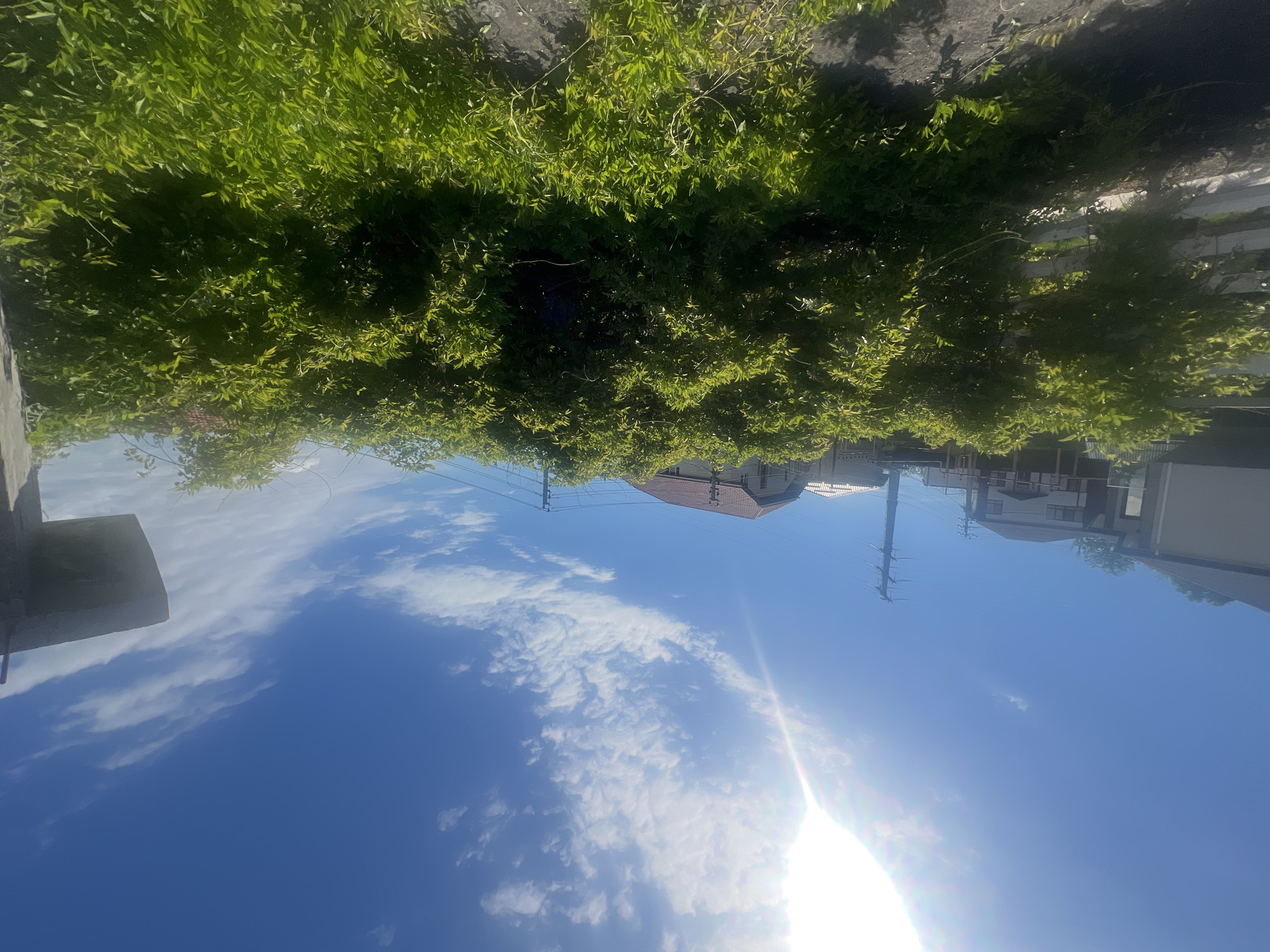 The image is a street-level view looking upwards at an angle. The sky, a deep blue with scattered white clouds, takes up the majority of the frame. The sun is visible, casting a bright glare in the lower right corner. Above the sky, a green overgrowth of vegetation hangs down, obscuring the top of the frame. Power lines stretch across the sky. Residential buildings are visible in the background, including a house with a reddish-brown roof. Other structures, including a concrete post, are visible on the left. Based on the architecture and vegetation, the scene is plausibly located in a residential area in Sochi, Russia. No people or actions are directly observable in the image.