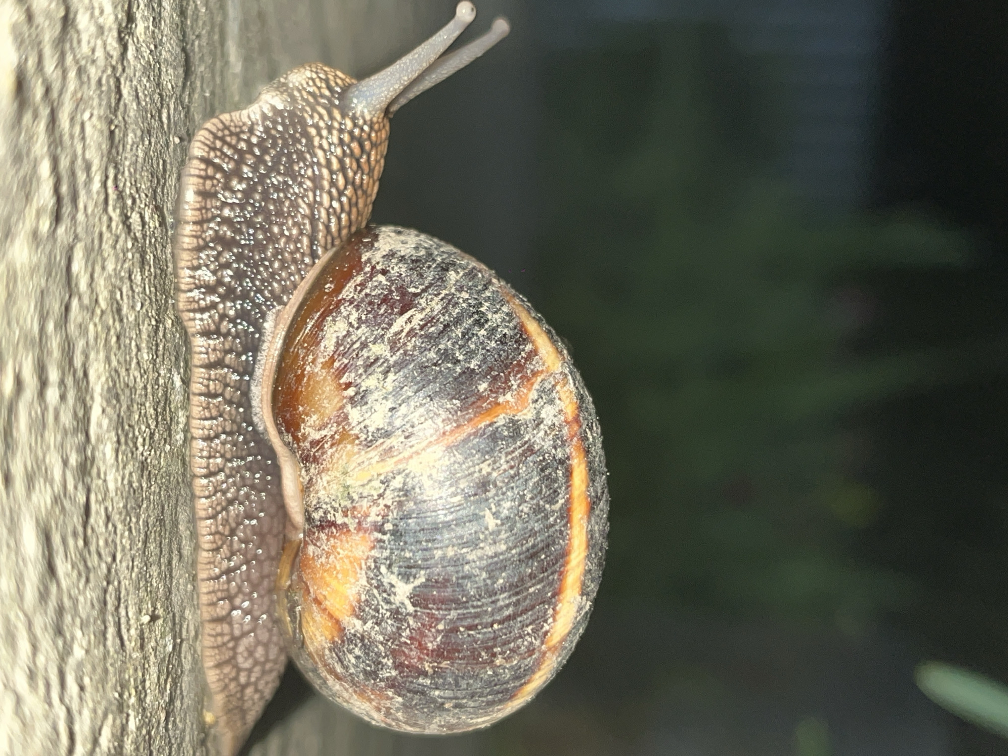 A snail is shown clinging to a rough, vertical surface, possibly a wooden post or wall. The snail's body is a textured, mottled brown and gray, and it is extended upwards. The shell is large and rounded, covered in a dusty coating, with rings of brown, gray, and a lighter orange-yellow hue. Two eye stalks are visible at the top of the snail's head. The background is dark and out of focus, possibly foliage or another wall. No people are visible. There is no information available to determine if the photograph was taken in Novopokrovskaya, Russia.