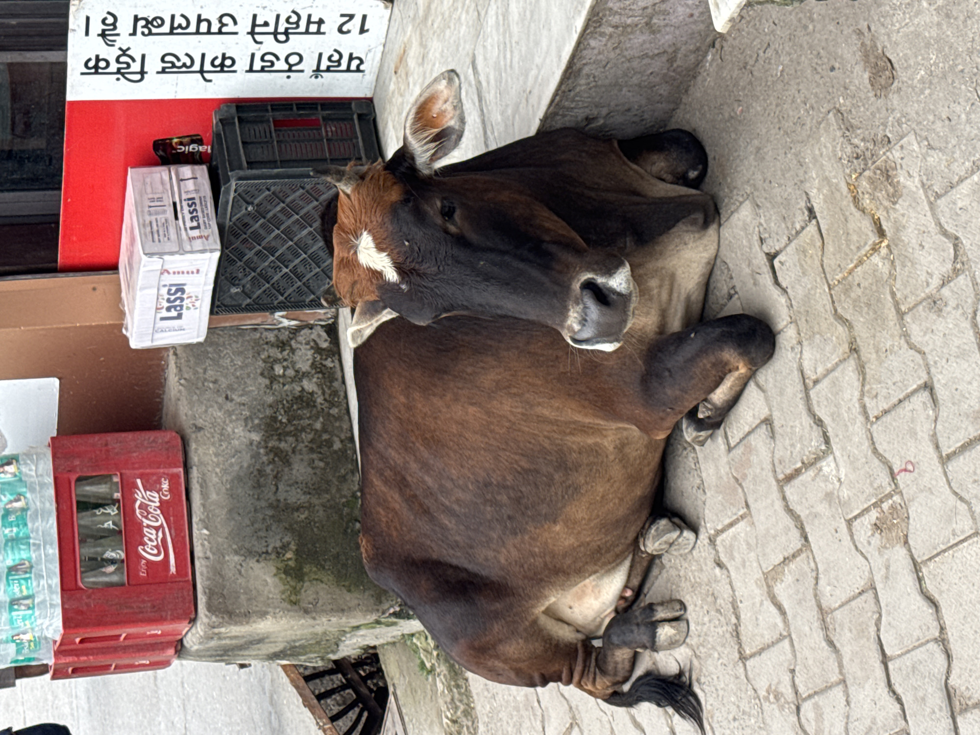 A brown and black cow is lying down on a paved surface in front of a building. The cow is facing the camera and its head is tilted slightly to its right. The cow has a white marking on its forehead. In the background, there are several crates of drinks, including Coca-Cola bottles and boxes of Lassi. There is also a sign with Hindi text written on it, which appears to be advertising cold drinks. The scene appears to be in Rishikesh, India, given the presence of the Hindi text and the cow, which is a common sight in India. The environment is outdoors, and the lighting suggests it is daytime.