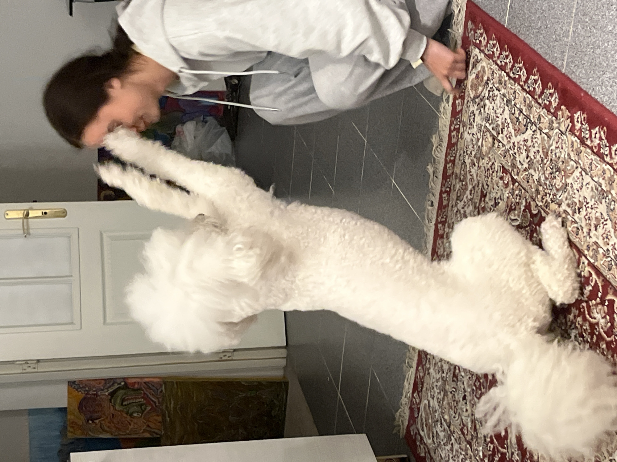 A person wearing a gray hooded sweatshirt and sweatpants is interacting with a white poodle that is standing on its hind legs. The person appears to be playfully nuzzling or kissing the dog's face. The scene takes place indoors on a tiled floor partially covered by a red patterned rug. A white door with a gold handle is visible in the background, along with artwork leaning against the wall. There is no information to determine if the scene is in Krasnoyarsk, Russia.