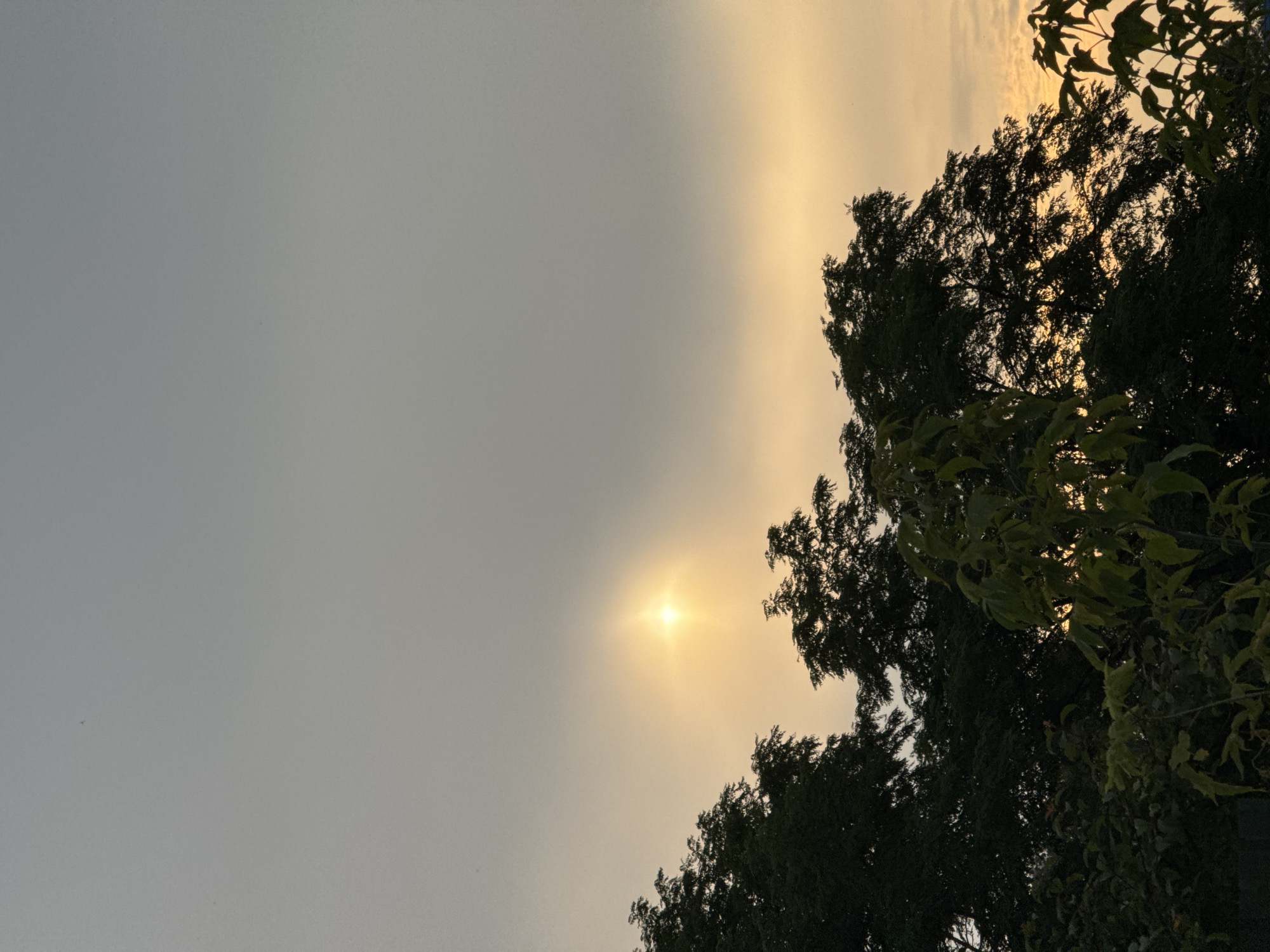 The image captures a hazy sky over Chernivtsi, Ukraine, with the sun appearing as a bright, star-like orb partially obscured by a thin layer of clouds. The sky transitions from a muted gray at the top to a warm, peachy-orange hue near the horizon. Silhouetted against this sky are the dark, dense canopies of trees that fill the lower half of the frame. The foliage appears lush, suggesting a natural setting within or on the outskirts of the city. The overall mood is serene and slightly atmospheric, possibly indicating either sunrise or sunset. There are no people or specific man-made structures visible in the frame, emphasizing the natural elements of trees and sky.