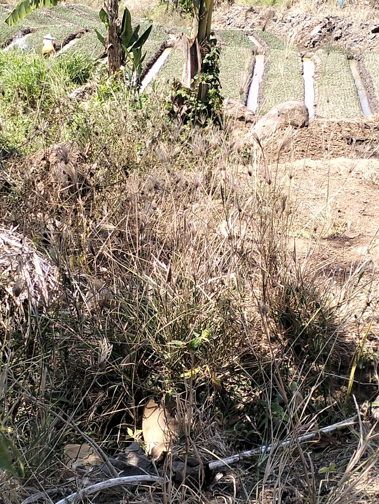 The image depicts an outdoor scene in the agricultural area of Krondonan, Indonesia. In the foreground, dry grass and weeds dominate, with some green vegetation interspersed. Several thin, dry stalks of grass are prominent. In the mid-ground, a light-colored object, possibly a rock or debris, is partially obscured by the vegetation. Further back, rows of cultivated plants, likely in rice paddies or a similar agricultural setting, are visible. The terrain appears to be sloped, with soil and some rocky patches. The overall impression is of a rural, agricultural landscape under daylight.