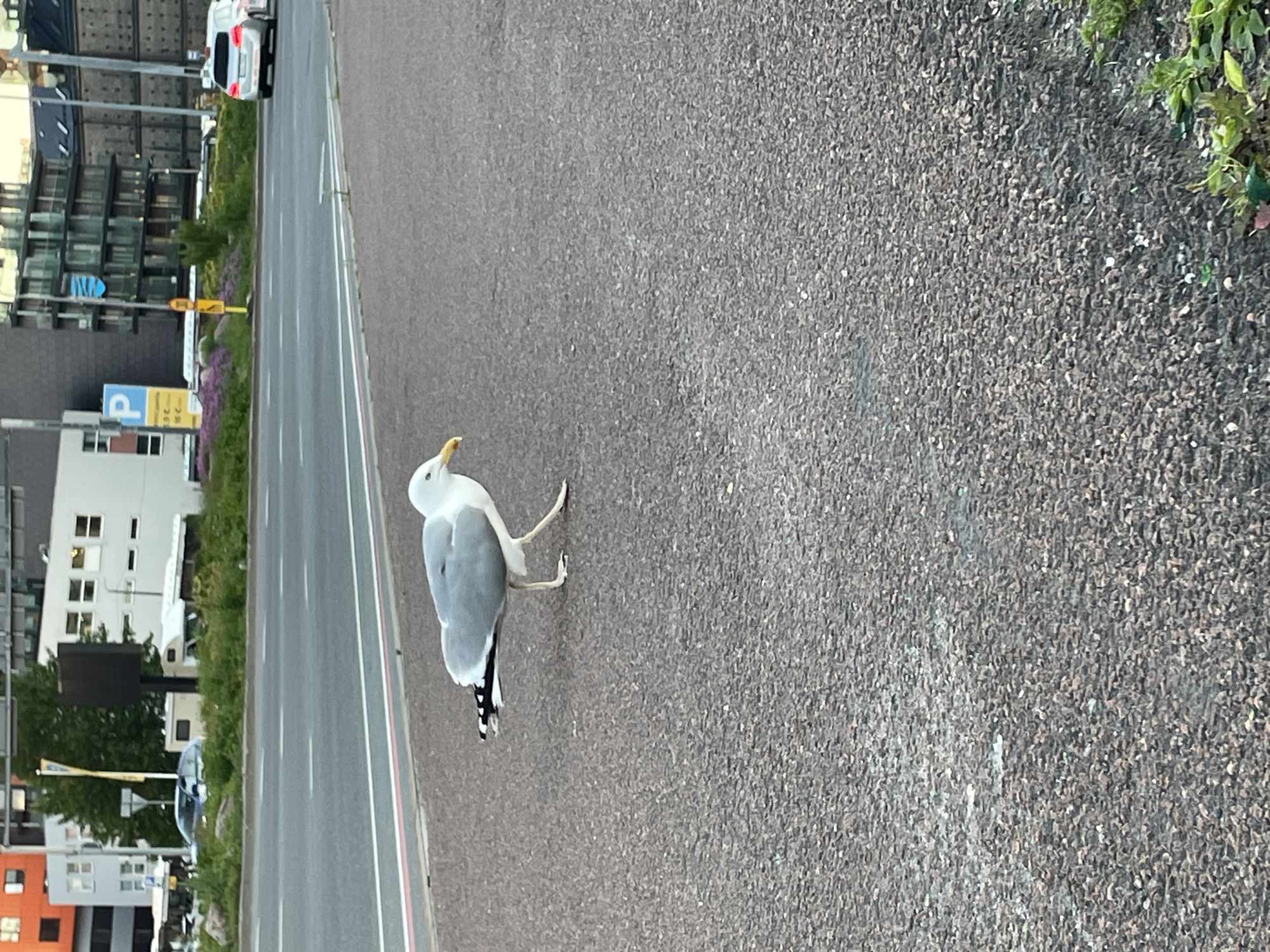 A seagull walks on a paved area next to a street in Tallinn, Estonia. The seagull is facing to the right and is mid-stride, with its beak slightly open. The bird has grey and white plumage. Behind the seagull, a paved road with white lines is visible, and beyond that, a grassy area with some scattered vegetation separates the road from a street. In the background, there are multi-story buildings, including structures with balconies and windows, and some trees. A white car is seen on the street. The overall scene appears to be an urban environment.