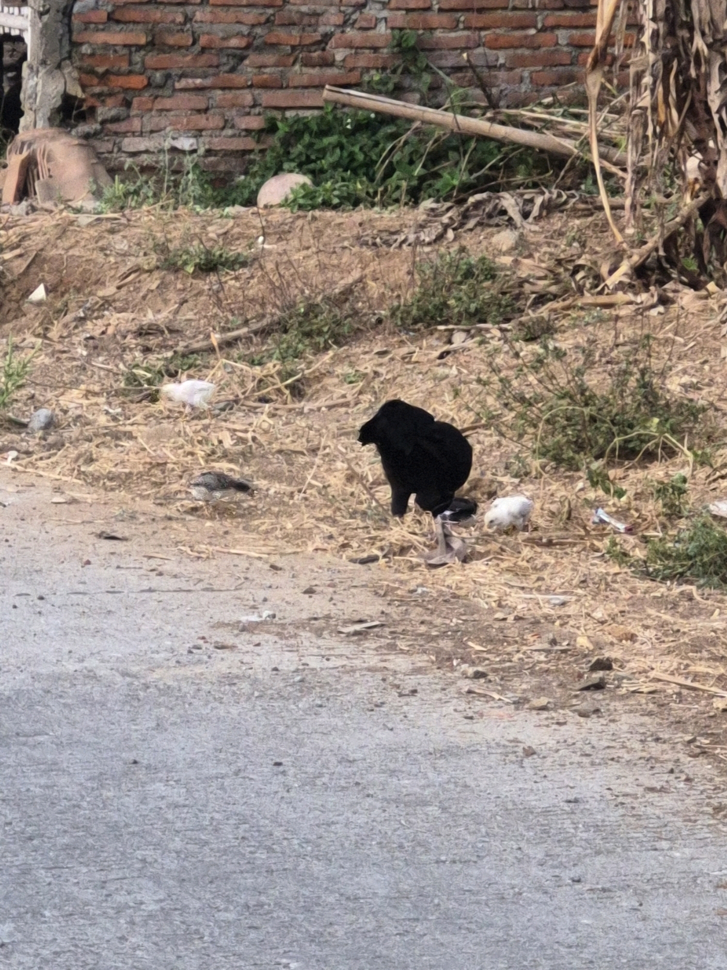 A black chicken stands on dry, straw-like ground near a rural brick wall in Dukuhrejo, Indonesia. A small white chick is located to the right of the black chicken. The ground is covered in dry vegetation and debris. A paved surface is visible in the foreground.