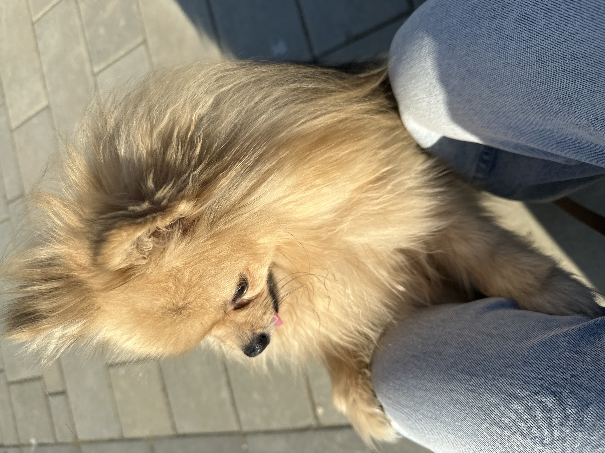 A tan, fluffy Pomeranian dog is lying on a brick walkway in the sunlight. Part of a person wearing blue jeans is visible in the upper right of the image, indicating the dog is lying next to someone. The dog has its tongue slightly sticking out. The location is potentially Votkinsk, Russia, though there is no concrete evidence within the image to confirm this.