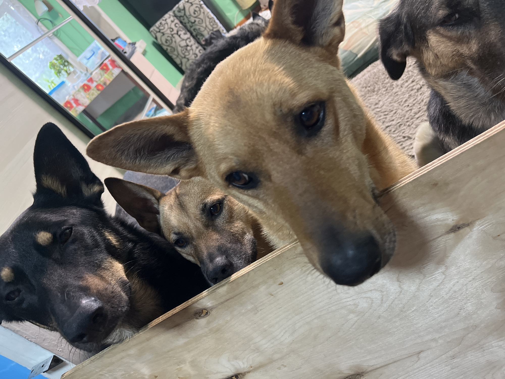 The image shows a close-up, low-angle view of at least four dogs of varying sizes and fur colors looking upwards. The primary subject in the foreground is a light brown dog with dark eyes and ears, resting its head on a light-colored wooden surface. Behind it, a darker brown dog with similar features is partially visible. Further back and to the left, a large black and tan dog with a dark nose is peering over the edge of the wooden structure. Another dog, dark gray and black, is lying down in the background, with only its head and a bit of its fur visible. The environment appears to be indoors, with a carpeted floor and a window in the background that reveals a green wall, possibly a room or an outdoor scene. There are no discernible landmarks or elements that would indicate a specific location within the city of Nizhny Tagil, Russia. The overall lighting suggests it is daytime.