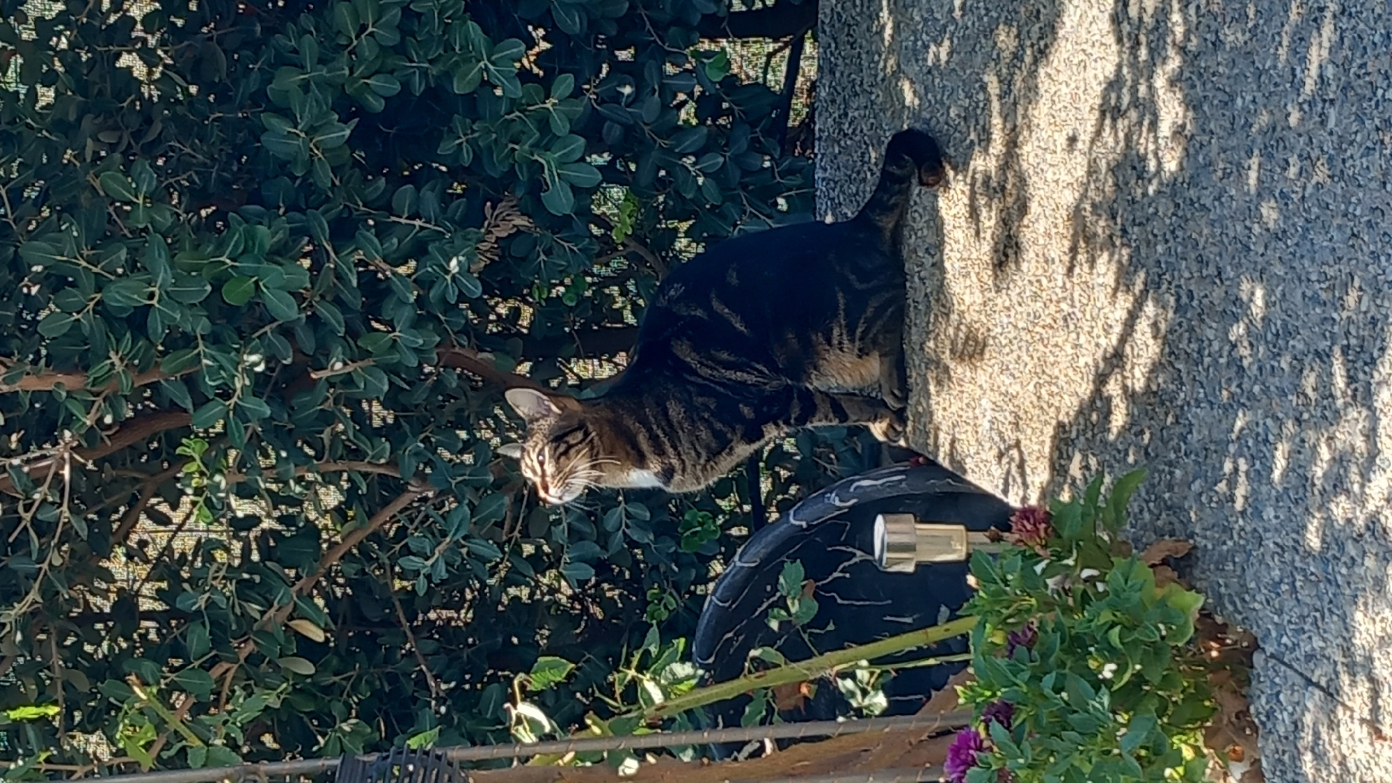 A tabby cat sits on a textured surface, gazing upwards. The cat has dark brown and black stripes with some lighter fur on its chest. It is positioned in the center-right of the frame. Behind the cat, a dense green bush fills the background. In the foreground, to the left, there are some green plants with small purple flowers. A dark, round object, possibly a tire, is partially visible to the left of the cat. A small solar-powered light fixture is also present in the foreground. The ground appears to be made of small stones or gravel, and dappled sunlight creates shadows across the surface. The scene is set outdoors, likely in a garden or patio area.