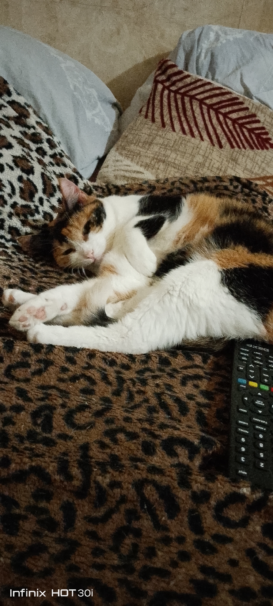 A calico cat is sleeping on a leopard-print blanket. The cat is curled up on its side with its paws tucked in. Its fur is a mix of white, black, and orange. The blanket is a brown and black leopard print. A black remote control is lying on the blanket to the right of the cat. The background is out of focus, but appears to be pillows and a wall. The image was taken in the city of Kedrovy, Russia.