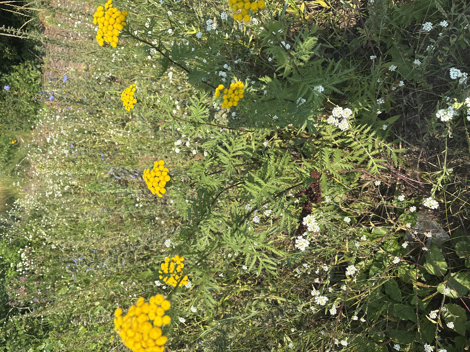 This is a close-up, vertical, eye-level shot of a patch of wild flora in Chaikovsky, Russia. The dominant subjects are clusters of bright yellow button-like flowers, likely tansy, interspersed with smaller white wildflowers and various green, feathery leaves and stems. The background is a dense tapestry of green foliage and tall grasses, with hints of other wildflowers, including some with small blue blossoms. The lighting suggests a sunny day, possibly late afternoon, casting dappled shadows. The overall impression is one of a natural, overgrown area. There are no people or animals visible. The ground appears to be dark soil with some dried plant matter.
