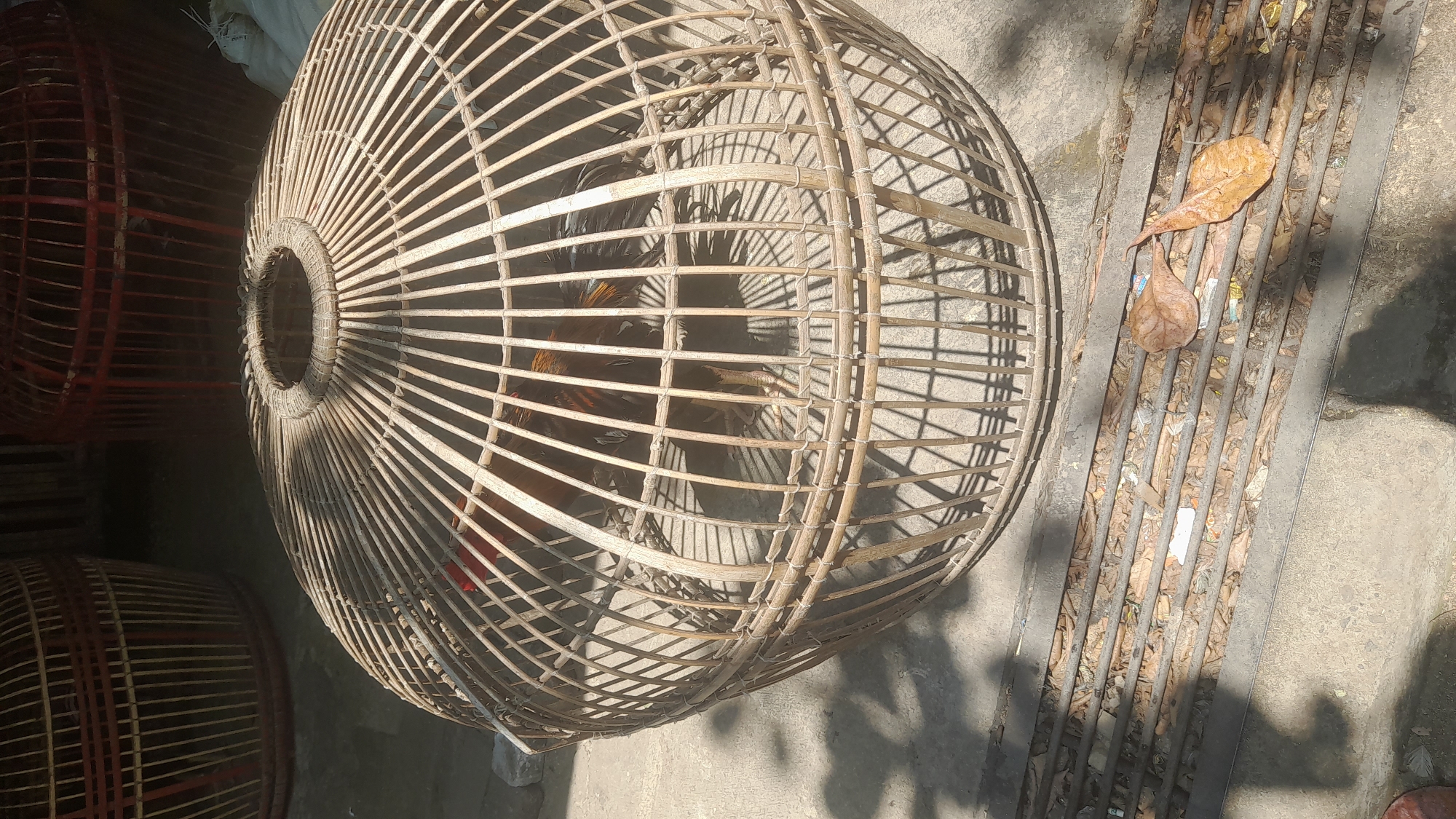 The image captures a close-up view of a rooster inside a large, round bamboo cage. The cage is positioned outdoors on a concrete surface, with a grate in the foreground covered in dry leaves and debris. Sunlight casts sharp shadows from the cage onto the ground, indicating it is daytime. In the background, other similar cages, some with red accents, are visible. The overall scene suggests a rural or semi-rural setting, possibly a market or a place where poultry is kept. The presence of multiple cages and a rooster implies the context of animal husbandry or trade. The location is identified as Pekalongan, Indonesia.
