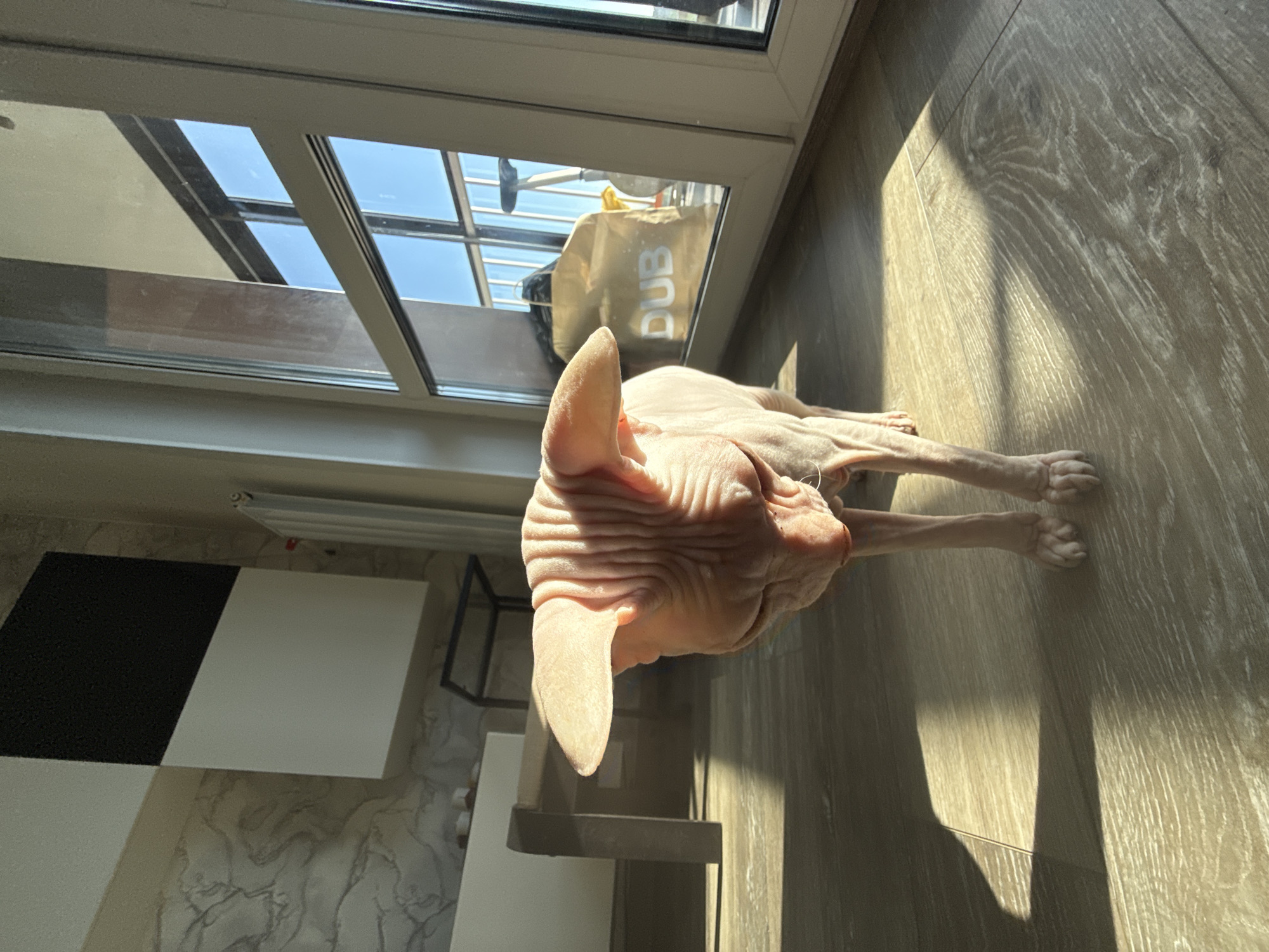The media file captures a Sphynx cat resting indoors on a sunny day. The hairless cat, with its distinctive wrinkled skin and large, upright ears, is stretched out on a light-toned wooden floor, partially illuminated by direct sunlight. Its body faces away from the camera, with its head turned to the right.
A large window or glass door dominates the background, revealing a bright blue sky and fragmented views of an outdoor area, possibly a balcony or building exterior. A beige tote bag with the letters "DUB" prominently displayed is visible outside through the window. The strong sunlight streams into the room, creating distinct, long shadows on the wooden floor and highlighting the cat's features.
To the left of the cat, an interior wall features a light-colored, patterned wallpaper resembling marble. Below the window line, on the left side, are elements of modern furniture, including geometric black and white structures, possibly shelving or cabinets. The overall impression is one of a bright, contemporary interior. The time of day appears to be daytime, given the intensity of the natural light. This scene is set in Krasnoyarsk, Russia.