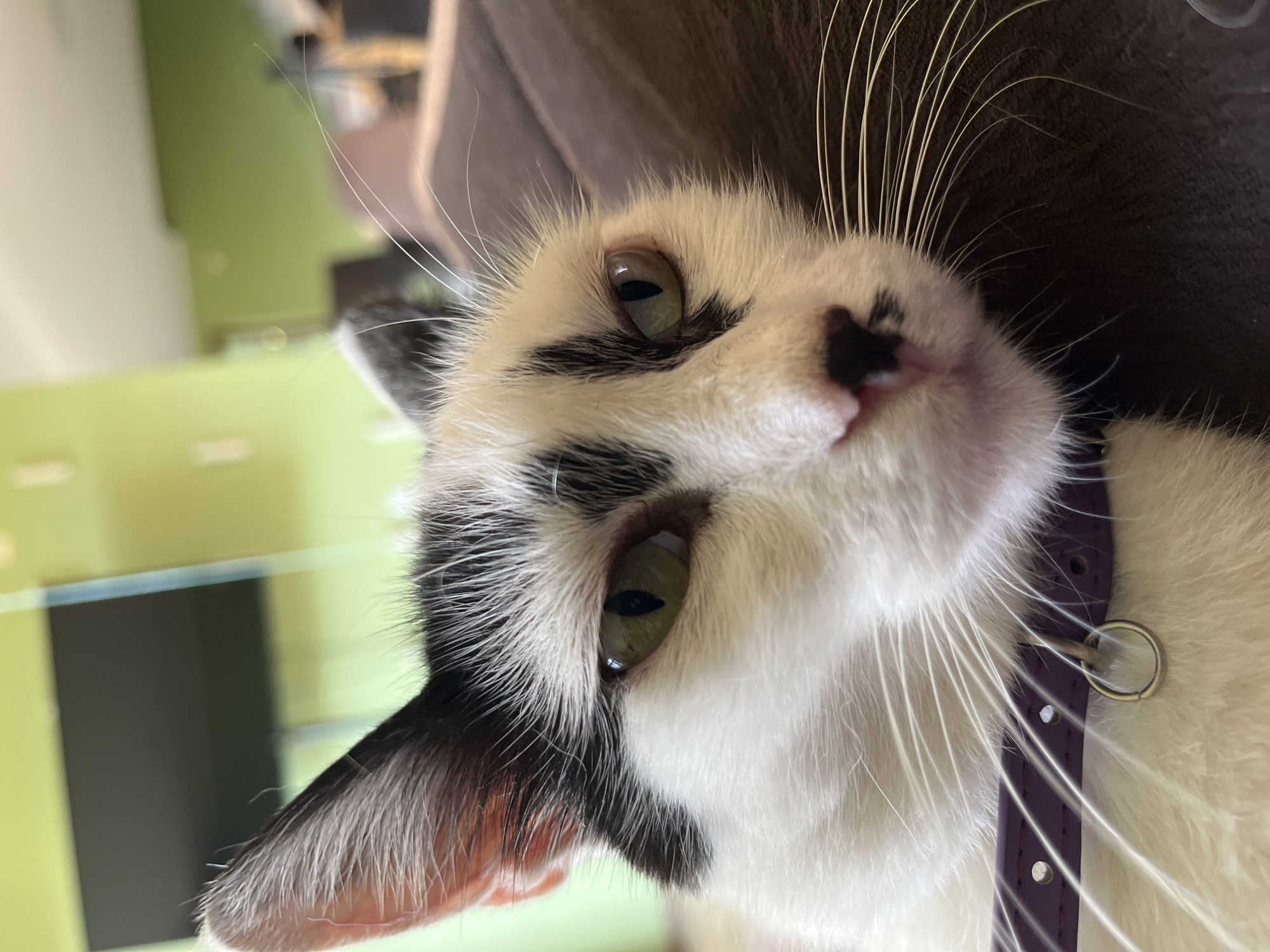 A close-up, eye-level shot focuses on the face of a black and white cat wearing a purple collar. The cat has green eyes and white whiskers. The background is blurred, showing a green wall and a dark brown surface, likely furniture. The image was taken in Ureki, Georgia.