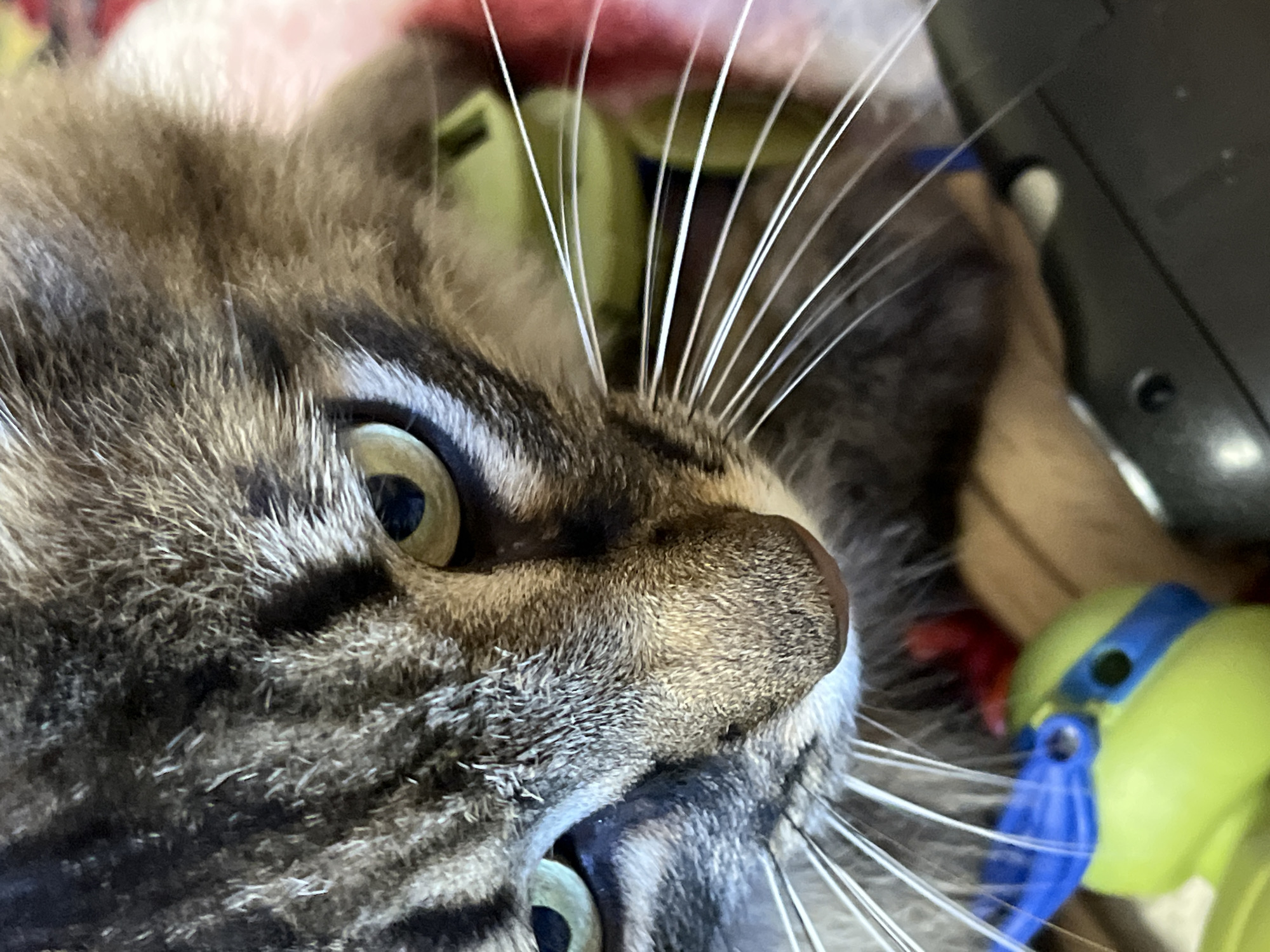 This is a close-up, low-angle, indoor photograph of a tabby cat's face. The cat's head is turned to the left, with its green eyes looking forward. Its fur is a mix of brown, black, and gray stripes. Prominent white whiskers extend from its muzzle. In the foreground, out of focus, are colorful toys. One toy is lime green with a blue band around its head, resembling a character from the Teenage Mutant Ninja Turtles. Another toy is red. The background is blurred, but suggests a soft, possibly fabric surface in shades of pink and white. The image is well-lit, with a shallow depth of field that focuses attention on the cat's face. The location in Krasnyye Barrikady, Russia is not evident from the image.