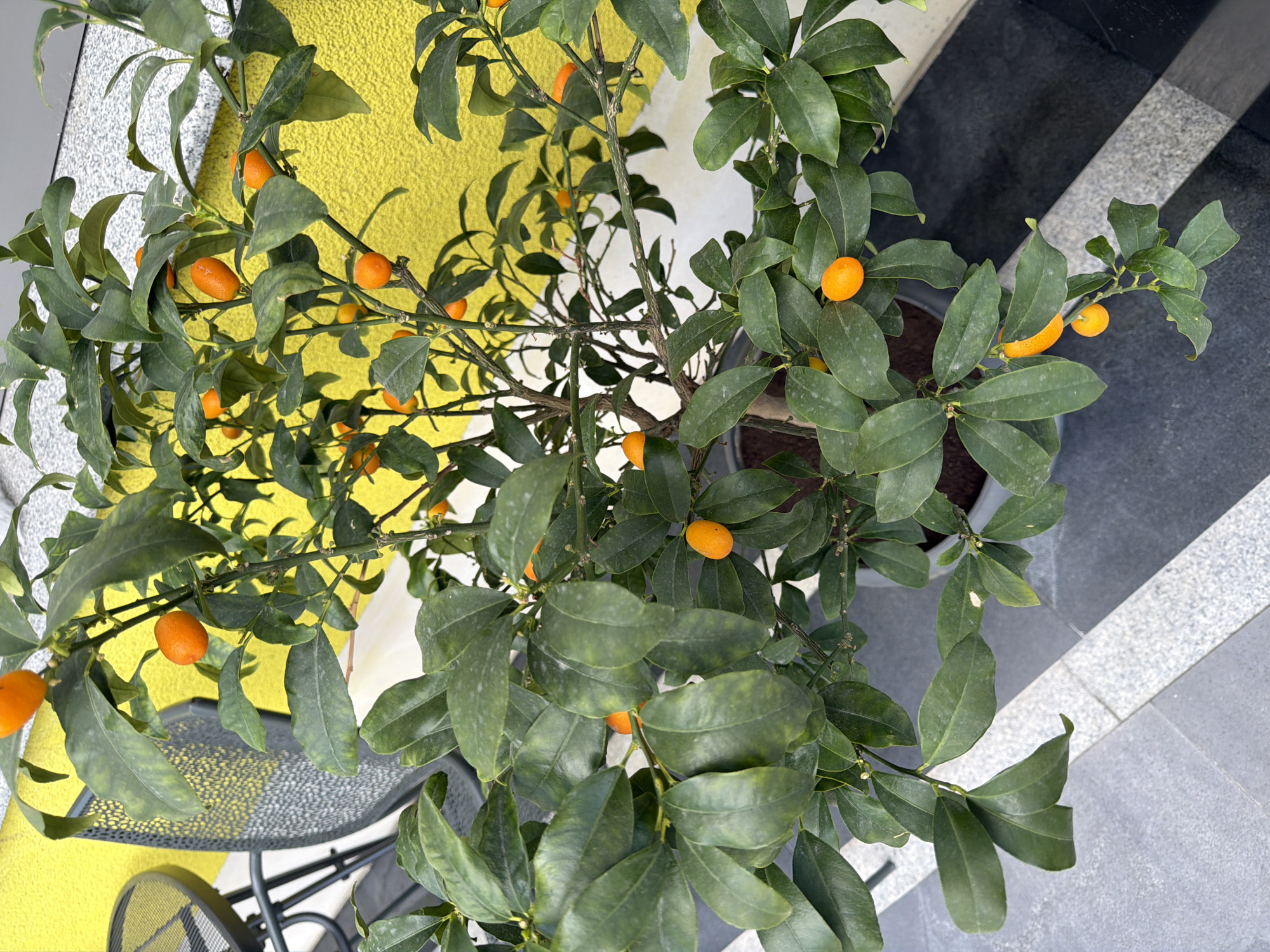 A close-up, overhead shot focuses on a potted kumquat tree laden with small, orange fruits and dark green leaves. The tree is set against a textured, bright yellow wall and a dark, paved ground with grey and white speckled tiling. To the left, a dark metal chair and table are partially visible. The lighting suggests an outdoor setting, likely a patio or balcony. The image is taken in Chervena Voda, Bulgaria.