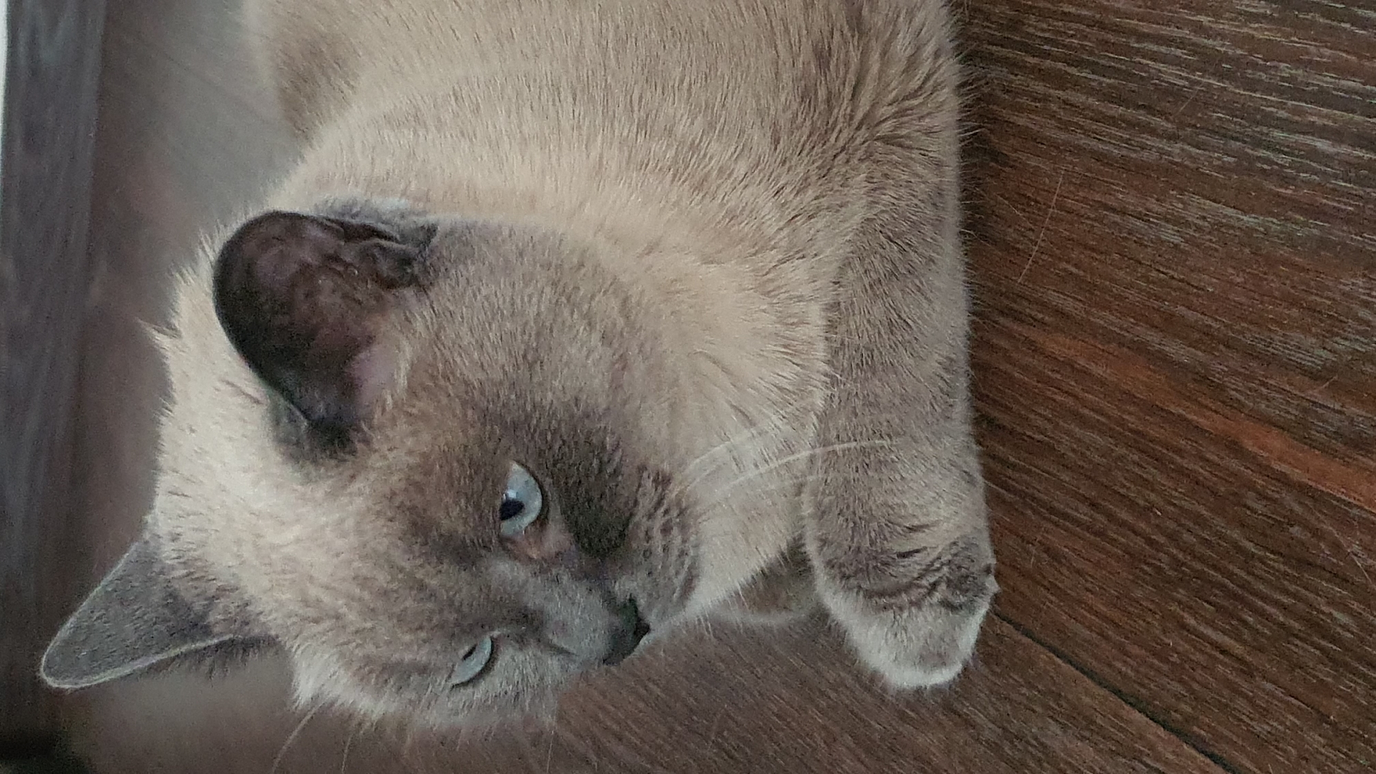 A close-up, eye-level shot shows a grey Siamese cat with blue eyes lying on a brown wooden floor. The cat is positioned in the center of the frame, facing left with its head slightly tilted down. Its paws are tucked underneath its body. The background is out of focus, but appears to be a continuation of the wooden floor and a dark wall. The lighting is dim, creating soft shadows on the cat's fur and the floor. The image does not contain any identifiable landmarks or contextual clues to suggest a location in Krasnoyarsk, Russia.