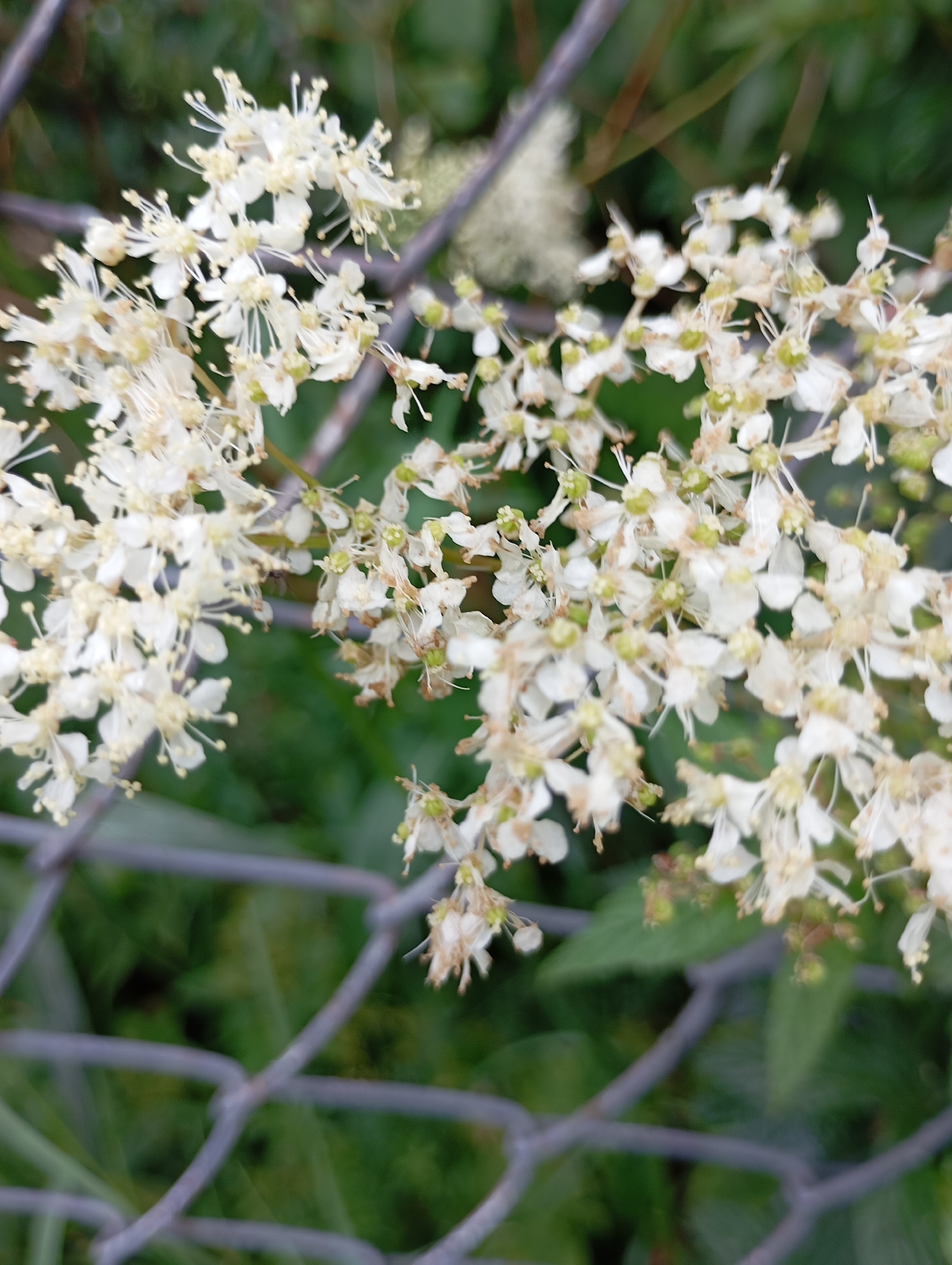 A close-up, slightly blurred, eye-level outdoor shot focuses on a cluster of small, delicate white flowers with yellow centers, possibly a type of meadowsweet or spirea, growing near a chain-link fence. The flowers are densely packed on thin stems, with many individual blooms visible, some appearing slightly wilted or dried. Behind the flowers and fence, lush green foliage and out-of-focus darker greenery suggest a natural or overgrown environment, consistent with the rural setting of Malyi Bukor, Russia. The overall impression is one of natural growth in a somewhat neglected or wild area. No people or animals are clearly identifiable in the image.