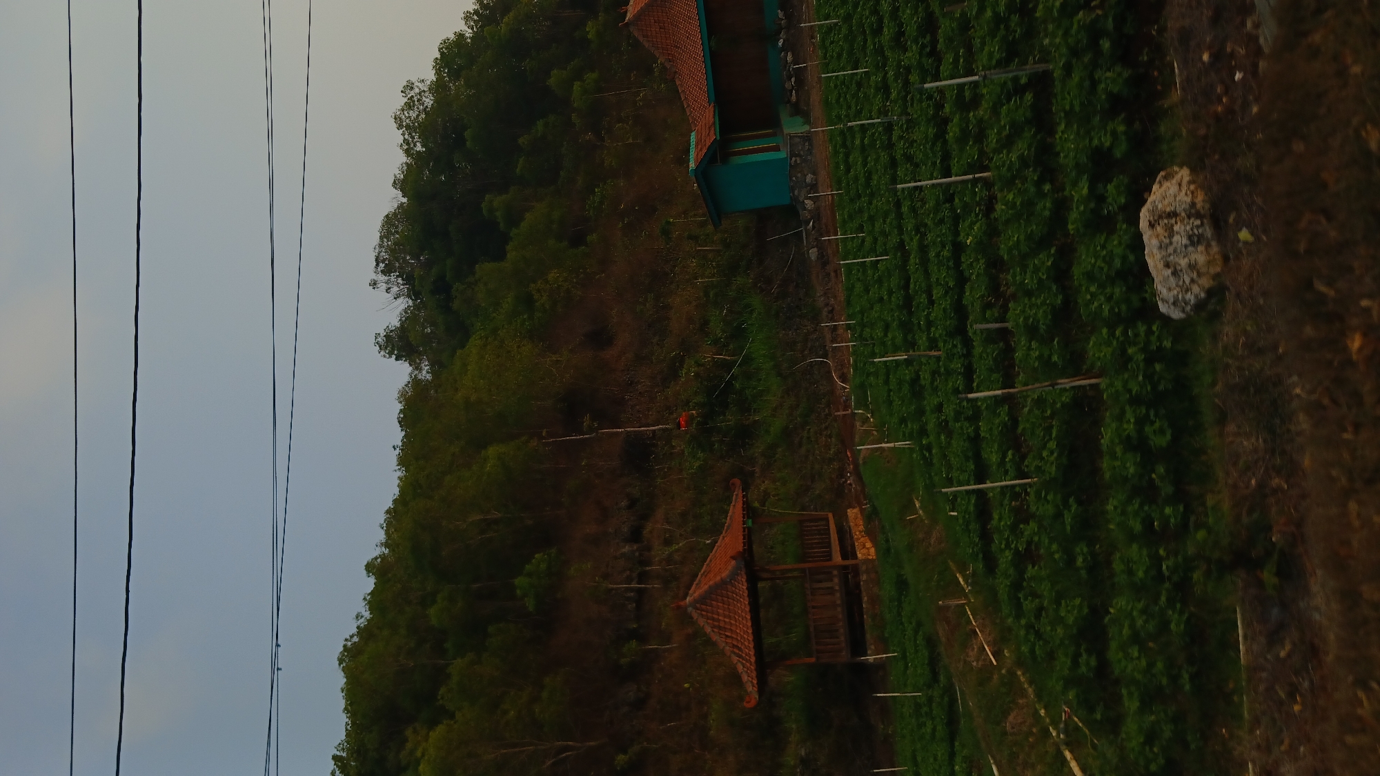 The image depicts a rural landscape with agricultural fields in the foreground and a wooded hillside in the background. A small, open-sided wooden pavilion with a tiled roof is situated on the left side of the image, near the edge of a cultivated field. Rows of green crops, possibly vegetables or small fruit plants, are neatly arranged on terraced land. A turquoise building with a tiled roof is visible on the right side of the image, situated higher up the slope. The hillside is covered with dense vegetation, predominantly trees and shrubs, with some bare earth visible in patches. A few power lines are strung across the sky. The lighting suggests it is either early morning or late afternoon, with a soft, diffused light. The scene appears to be located in Tepus, Indonesia, a region known for its natural beauty and agricultural activities. There are no people visible in the image.