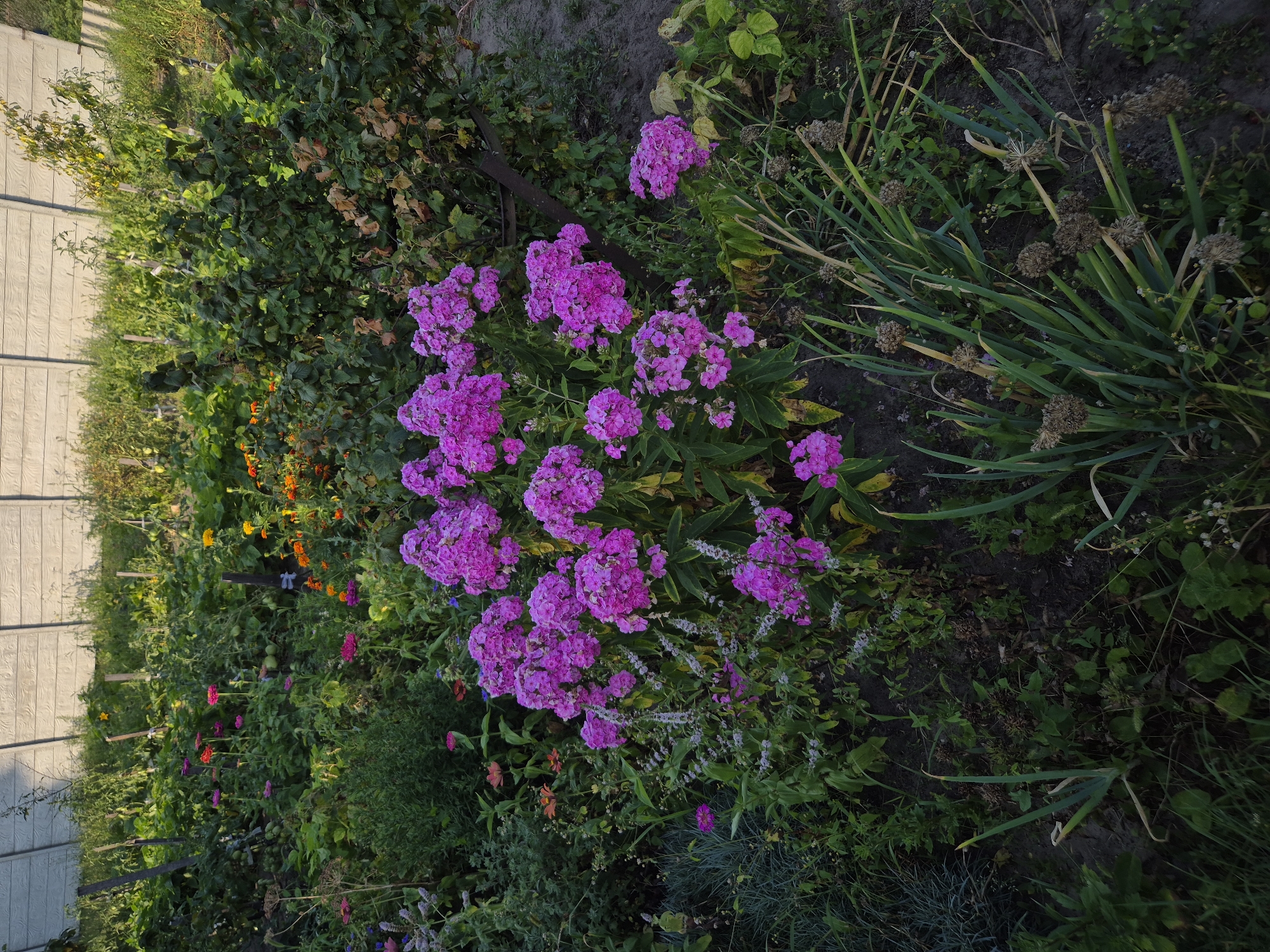 This is a vertical, medium-angle, full shot of a garden with a concrete fence in the background. The garden is lush and overgrown with various plants and flowers, primarily in shades of green, pink, and orange. In the foreground, a large cluster of bright pink phlox flowers dominates the center, with some smaller purple flowers and thin green grass-like plants to its left. Further back, there are more pink and orange flowers, as well as dense green foliage. The concrete fence, which appears weathered and textured, runs horizontally across the upper portion of the image. The ground is dark soil, visible in patches between the plants. The scene suggests a well-established, somewhat wild garden, likely in a residential area given the fence. The location is identified as Парыцкі сельскі Савет, Belarus.