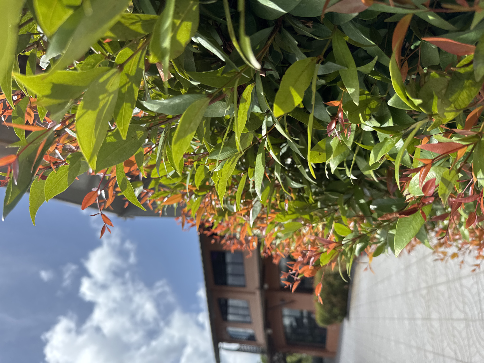 The image shows a close-up view of lush green and reddish-orange foliage in the foreground. The plants are densely packed, with some leaves appearing sunlit and others in shadow. In the blurred background, a building with a terra cotta facade and dark-tinted windows is visible. The building appears to be two stories high, with a visible roofline. To the left of the building, a paved walkway with a geometric pattern can be seen. The sky above is a bright blue with scattered white clouds. The overall scene suggests an outdoor setting in a warm climate, possibly a courtyard or garden area adjacent to a building in the city of Chalong, Thailand. No people or animals are present in the frame.