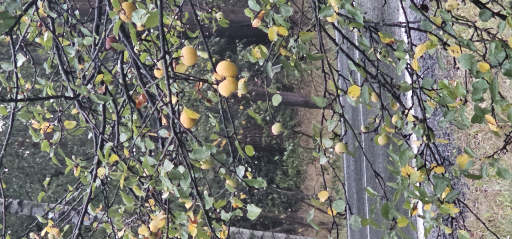 This image depicts an apple tree with ripening fruit and changing autumn leaves, seen from a close-up perspective. The branches are bare in some areas, while others are laden with green and yellow leaves, and a scattering of yellow and light green apples. The background is blurred, showing a wooded area with trees and a grey, wet road, indicating an outdoor setting, likely in a natural or semi-natural environment within the city of Doksy, Czechia. The lighting is subdued, suggesting an overcast or rainy day, consistent with the wet appearance of the leaves and road. There are no people or discernible actions in the image.