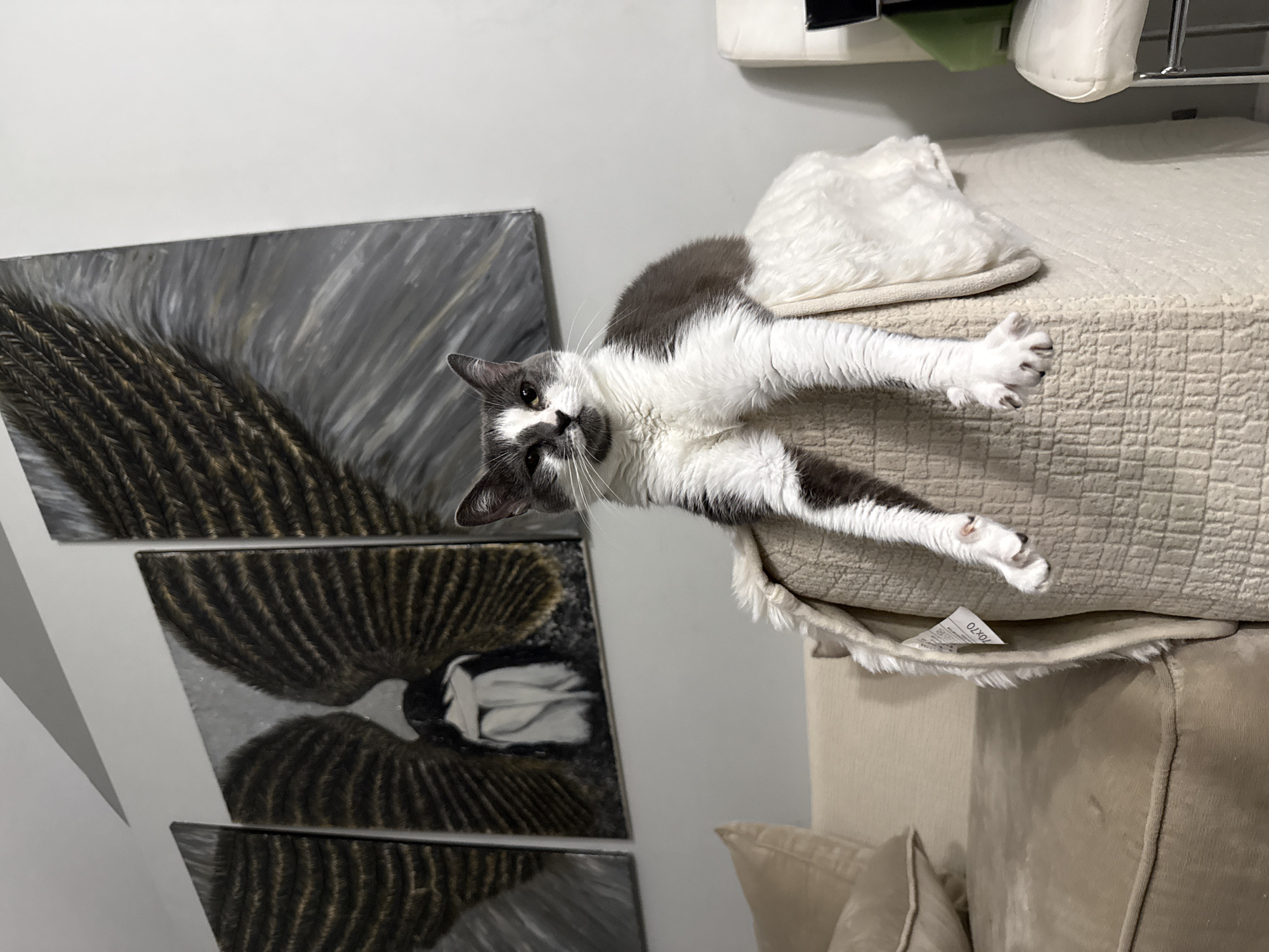 A grey and white cat is sitting on a cream-colored woven ottoman, draped with a white faux fur throw blanket, in a home in Bellmore, New York. The cat is facing forward with its paws hanging over the side of the ottoman. Behind the ottoman, a large sectional sofa is partially visible. The wall behind the cat features three framed paintings of what appear to be large, abstract bird wings. The paintings are dark brown and gold with grey accents. The overall lighting suggests an indoor evening setting.