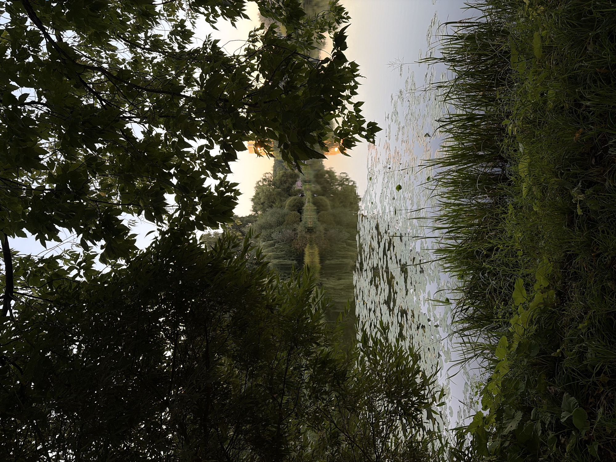 The image depicts a tranquil lakeside scene, likely within Khimki, Russia, as suggested by the context. Lush green foliage from overhanging trees frames the upper portion of the view, casting shadows and creating a dappled light effect. The lake's surface is partially covered with numerous lily pads, their round leaves dotting the water. Tall grasses and other green plants grow along the immediate shoreline in the foreground, adding texture and depth to the scene. In the background, across the water, a line of trees forms a natural border, with hints of structures and possibly a few distant figures engaging in leisurely activities. The water reflects the soft, warm glow of the setting sun, which casts an ethereal light across the scene. The overall atmosphere is one of peaceful natural beauty, with the interplay of light and shadow contributing to a serene and somewhat contemplative mood.