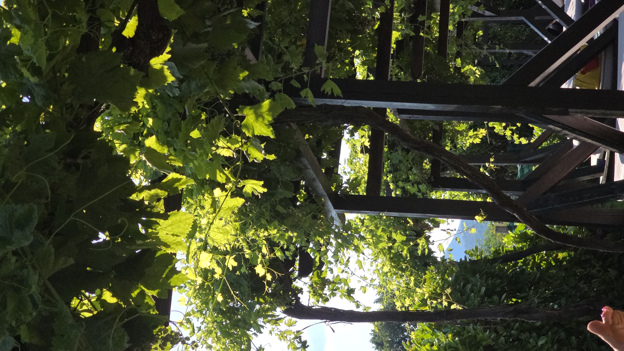 In Krasnovo, Bulgaria, this image captures a sun-drenched scene beneath a canopy of grapevines. The foreground features a dark wooden pergola, its structure partially obscured by the lush green foliage of the grapevines. Sunlight filters through the leaves, casting dappled patterns on the wooden supports and the ground. In the background, a blue mountain rises against a clear sky, with hints of green trees surrounding its base. A small portion of a person's hand, with painted fingernails, is visible in the lower left corner of the frame. The overall impression is one of a tranquil, natural setting within a developed area.