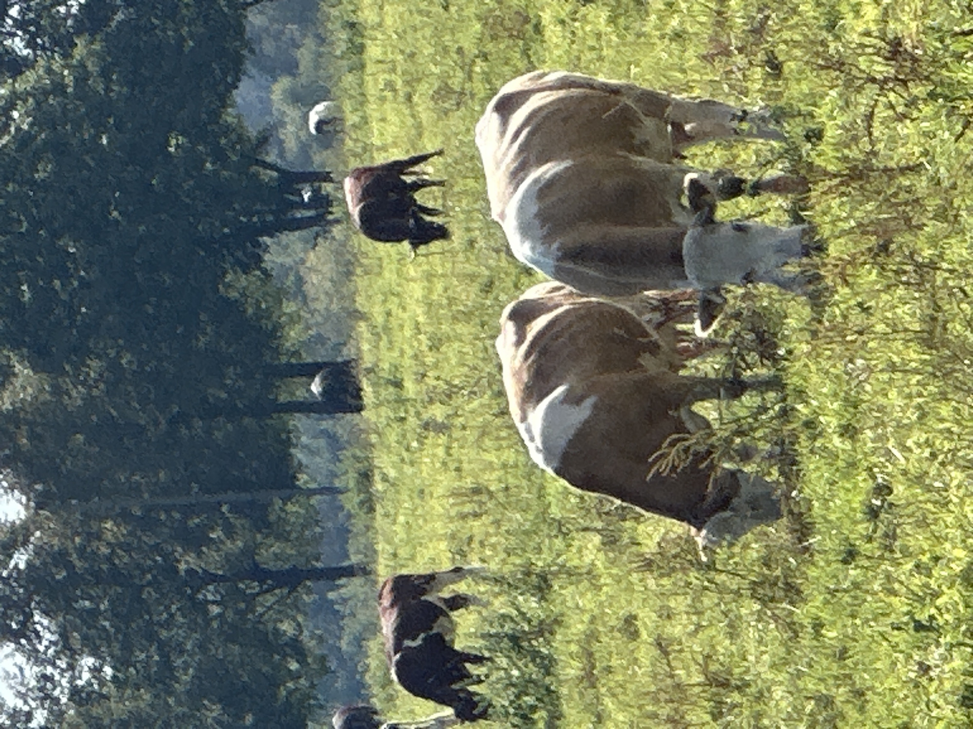 The image depicts a pastoral scene in Dubrovitsy, Russia, featuring several cows grazing in a sunlit meadow. In the foreground, two cows are prominently visible, with their heads bowed as they eat grass. One cow, closer to the viewer, is light brown with white markings on its back and face, while the other, slightly behind and to the left, is darker brown with white patches. To the left of these, a smaller brown and white cow is also grazing. In the middle ground, a dark brown cow stands facing away from the viewer, also grazing. Further in the background, a white object, possibly another animal, is partially visible. The environment consists of a wide, grassy field bordered by a dense line of trees in the background. The sky is not visible, but the lighting suggests it is daytime with clear weather. The overall impression is one of a calm, rural setting.