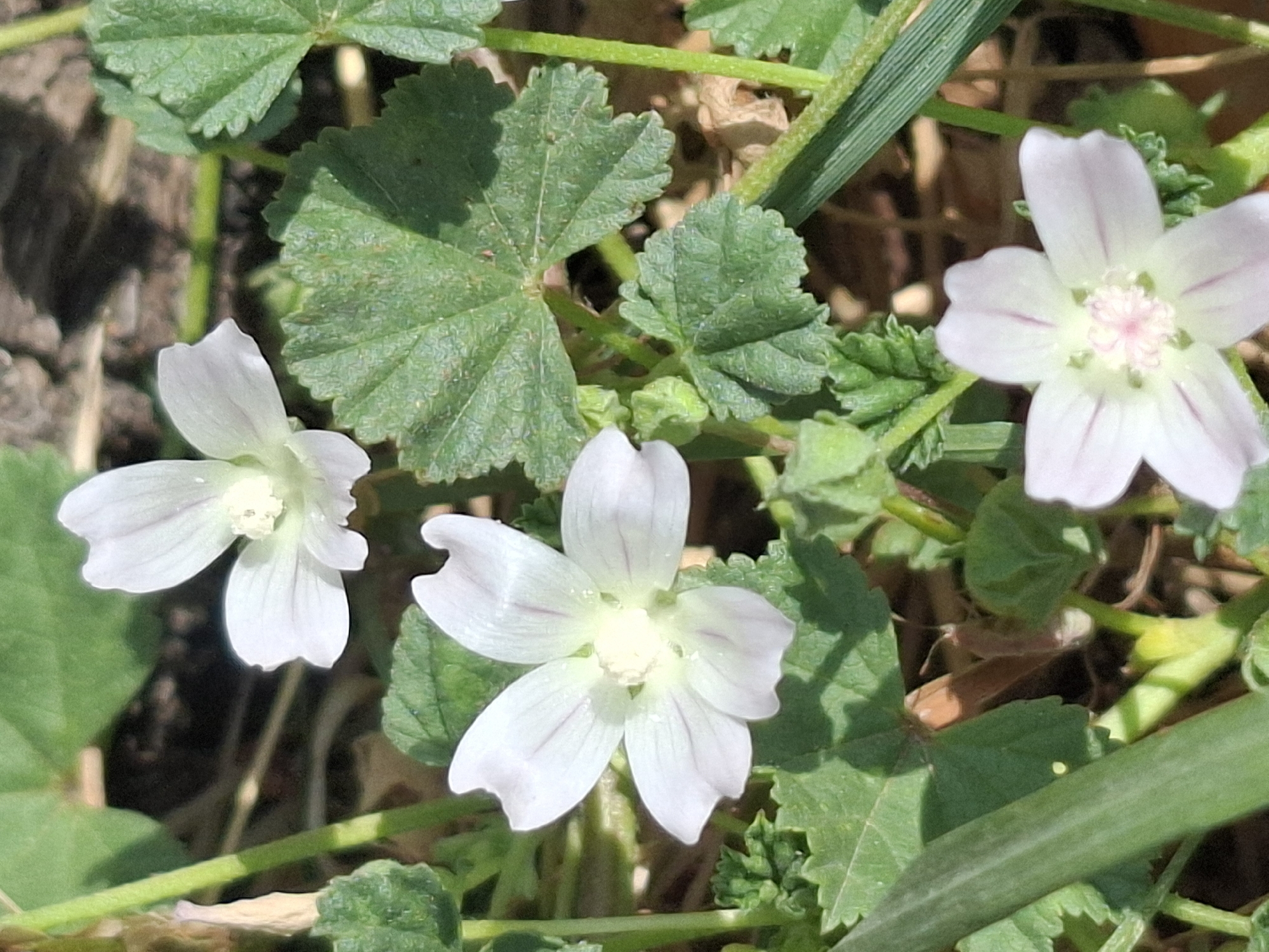 The image is a close-up, eye-level, outdoor shot of white flowers with pale pink veins. The flowers have five petals and are surrounded by green leaves. The leaves are serrated and lobed. The flowers are likely growing in a natural setting, possibly in a park or garden. There is no indication of the city of Almaty, Kazakhstan, or any specific location within it. The image appears to be taken during daylight hours, with natural lighting.