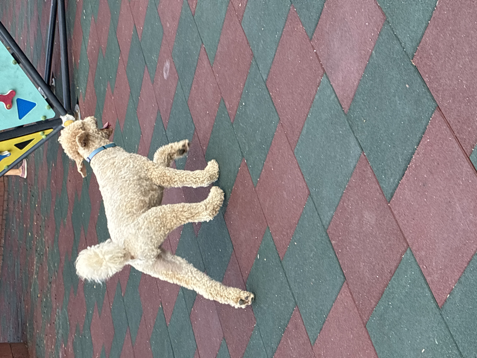 An outdoor shot captures a cream-colored poodle mix dog in motion on a playground surface of interlocking red and green rubber tiles. The dog, viewed from the rear and right side, has a fluffy coat and a curly tail held high. It wears a blue collar and its tongue is visible, suggesting it might be panting or excited. The dog's front right paw is lifted mid-stride, while its hind legs are positioned as if walking or running. In the background, a portion of a playground structure with colorful panels and metal framing is visible, along with the lower legs and feet of a person wearing pink sneakers, suggesting the presence of other people in the vicinity. The overall scene appears to be a public recreational area. The presence of a playground suggests it could be located in a park or a similar community space within the city of Alanya, Turkey.