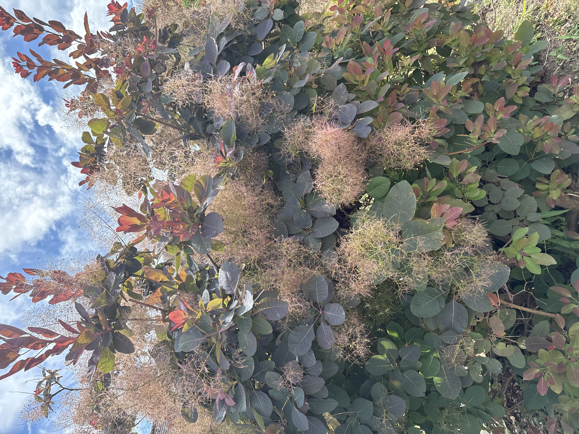 The image shows a large smoke bush plant with dark purple leaves and feathery pinkish-tan flowers against a bright blue sky with white clouds. The plant is dense and full, with branches extending upwards and outwards. Some leaves are reddish-purple, while others are a deep green. The feathery structures of the flowers are delicate and numerous, creating a hazy effect. The plant appears to be in a garden or natural setting, with some dry ground and a few blades of grass visible at the bottom. The lighting suggests it is daytime, possibly late morning or early afternoon, with the sun illuminating the scene from above and slightly to the left. There are no people or animals visible in the image.
