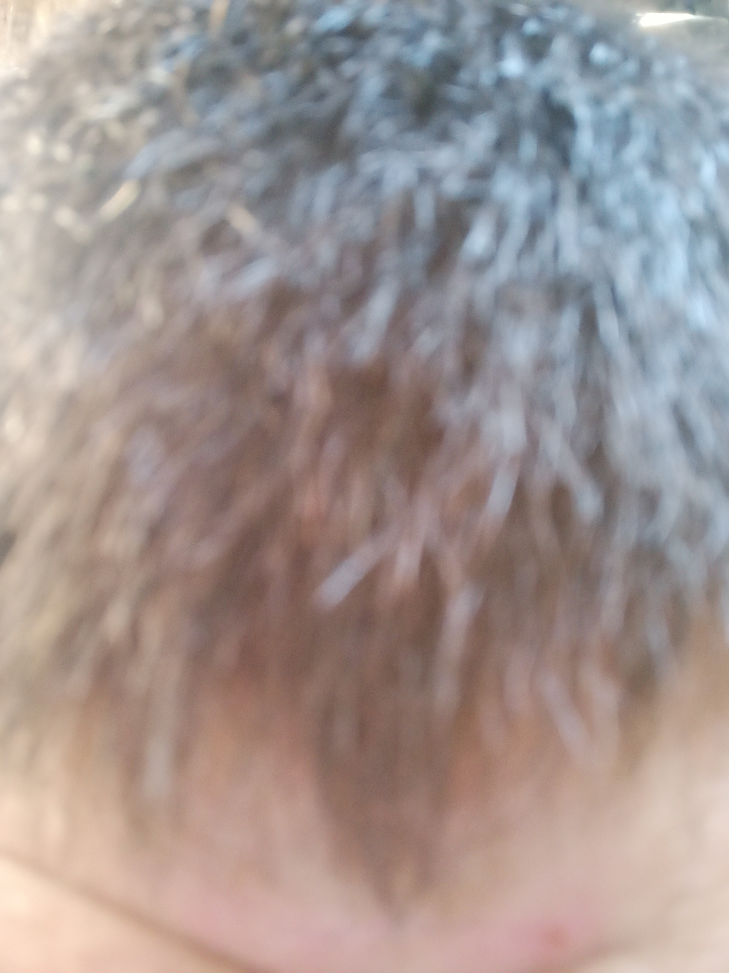 The image is a very blurry close-up of a person's scalp with short, dark hair, some strands appearing lighter, possibly graying or highlighted. The focus is entirely on the texture and color of the hair and scalp, with no identifiable features of the person or their surroundings. The lighting suggests an outdoor or well-lit indoor environment, with some bright spots visible in the hair, indicating light reflection. The exact location in Boz-Karagan, Kyrgyzstan cannot be determined from this image alone.