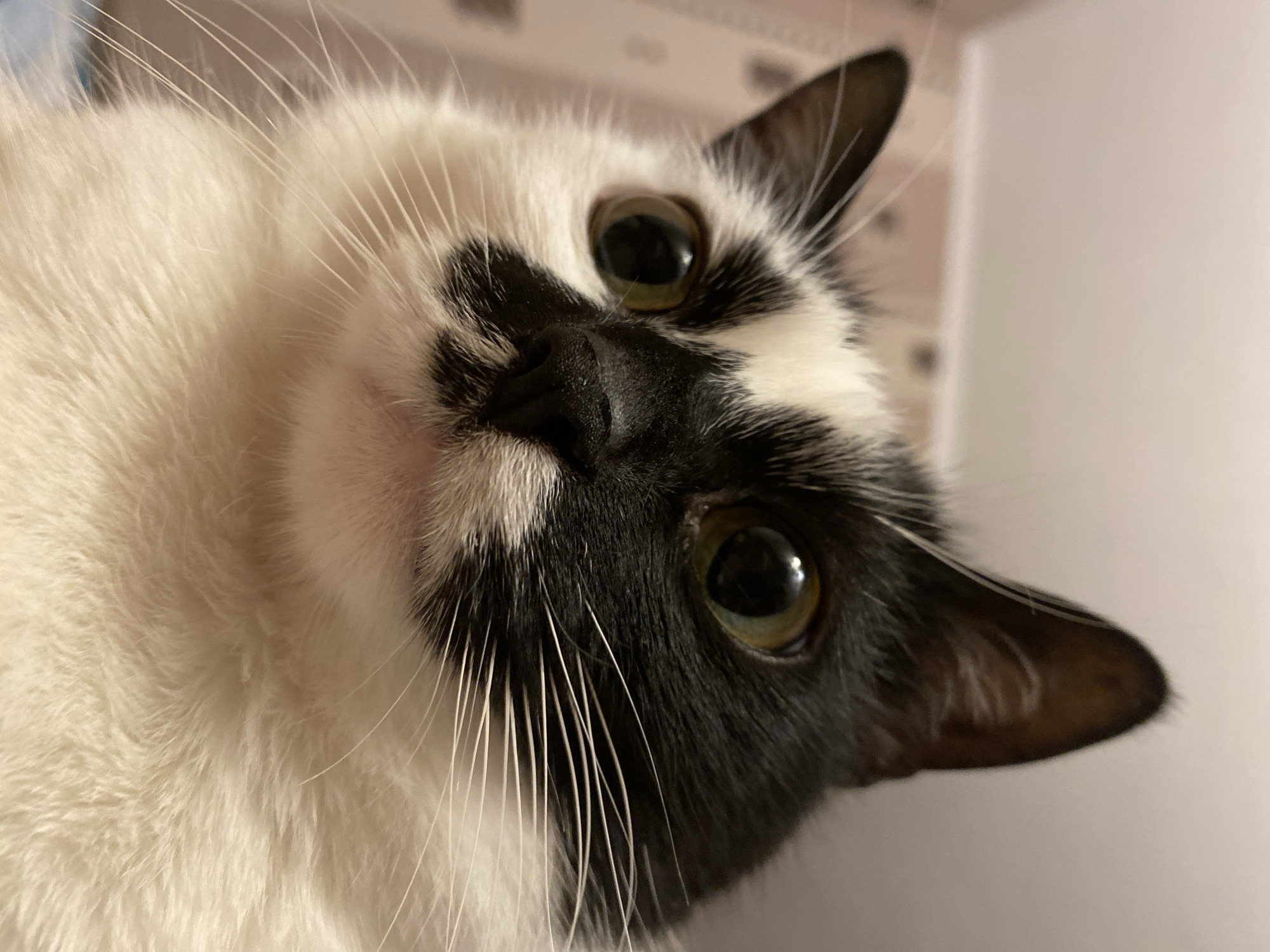 A close-up, low-angle, indoor photograph captures the face of a black and white cat in Protvino, Russia. The cat's head is angled slightly upwards, with its eyes looking directly at the camera. Its fur is primarily white with large black markings covering its face, including a distinct patch over its left eye and ear, and a smaller patch over its right eye. The cat's nose is black and appears to be wet. Long, white whiskers extend from its muzzle. The background is blurred, showing a light-colored wall with a subtle pattern. The lighting is soft, highlighting the texture of the cat's fur and the sheen in its eyes.