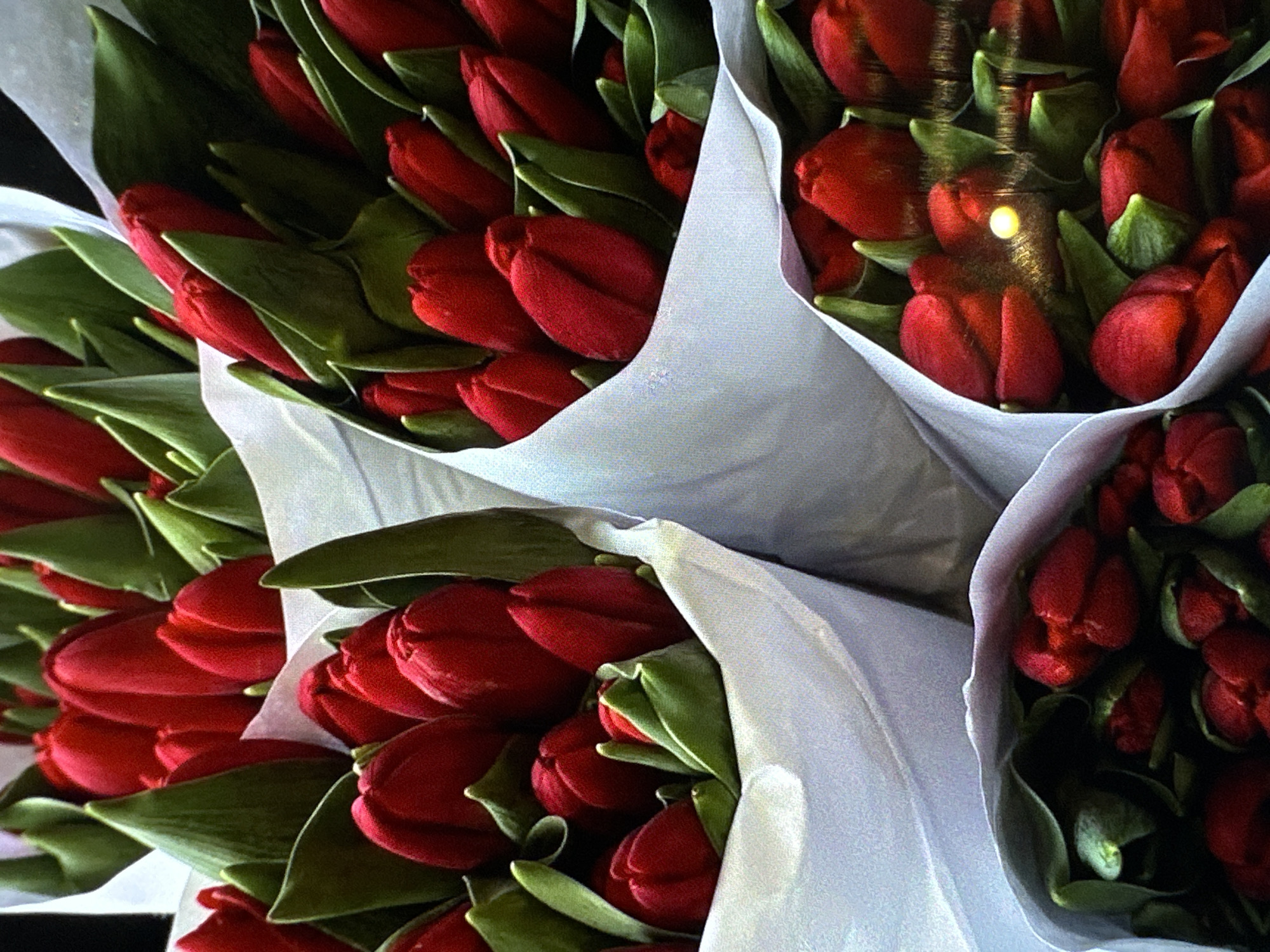 The image shows a close-up of multiple bouquets of red tulips wrapped in white paper. The scene appears to be indoors, possibly in a flower shop or at a market. The tulips are tightly bunched together. No people are visible. There is no explicit indication in the image that it is located in Yerevan, Armenia.