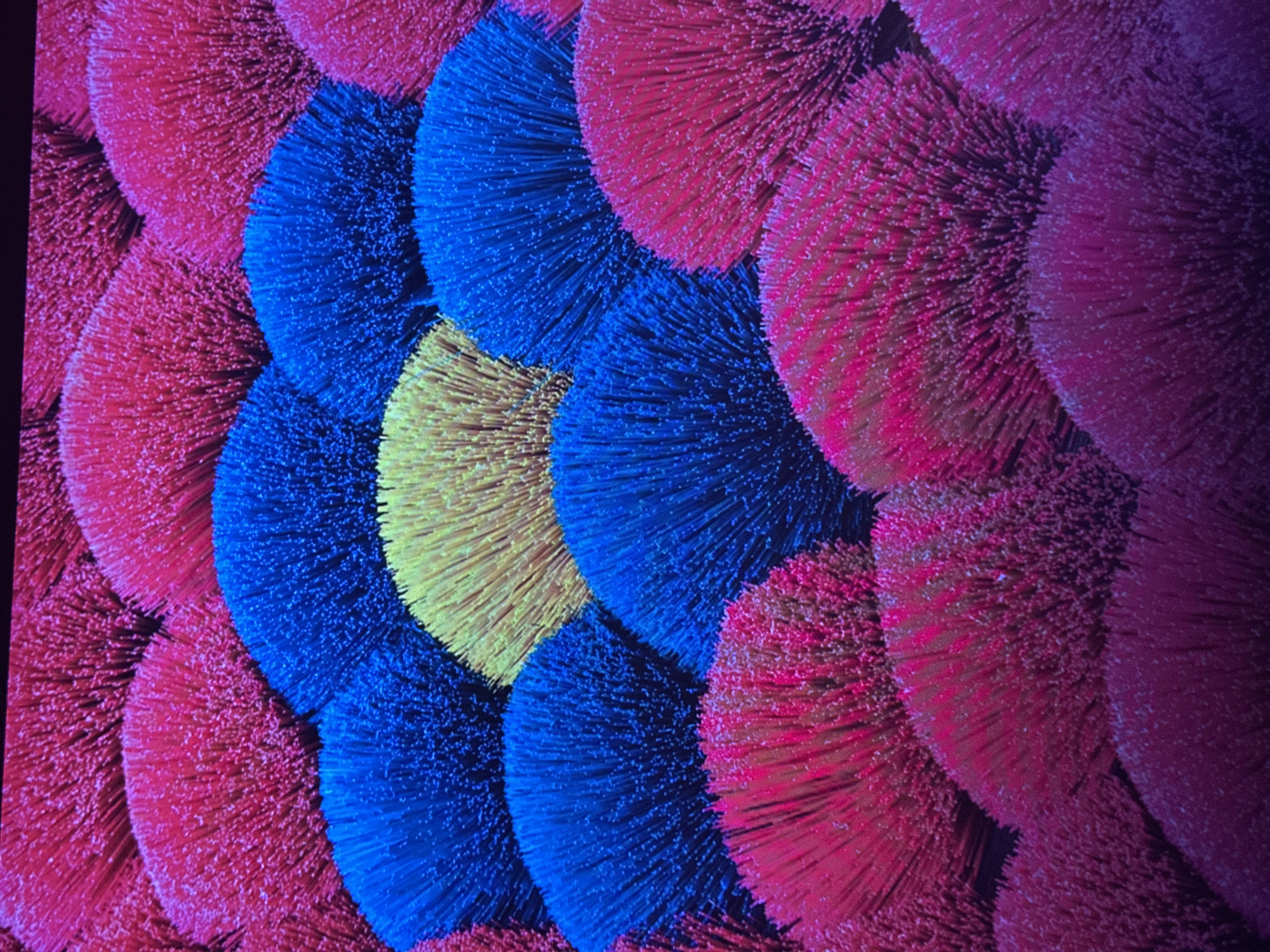 The image displays a close-up, overhead view of a dense arrangement of vibrant, fluffy, brush-like objects. These objects are arranged in a scalloped pattern, with each forming a semi-circular mound. The colors are predominantly bright pink, electric blue, and a single section of bright yellow. The texture appears soft and uniform, with individual bristles visible within each mound. The lighting emphasizes the bright, saturated colors. The background is dark and indistinct, suggesting artificial lighting or a controlled environment.
There is no visible indication of the city of Edmonton, Canada. The scene is entirely focused on the abstract arrangement of colorful objects.