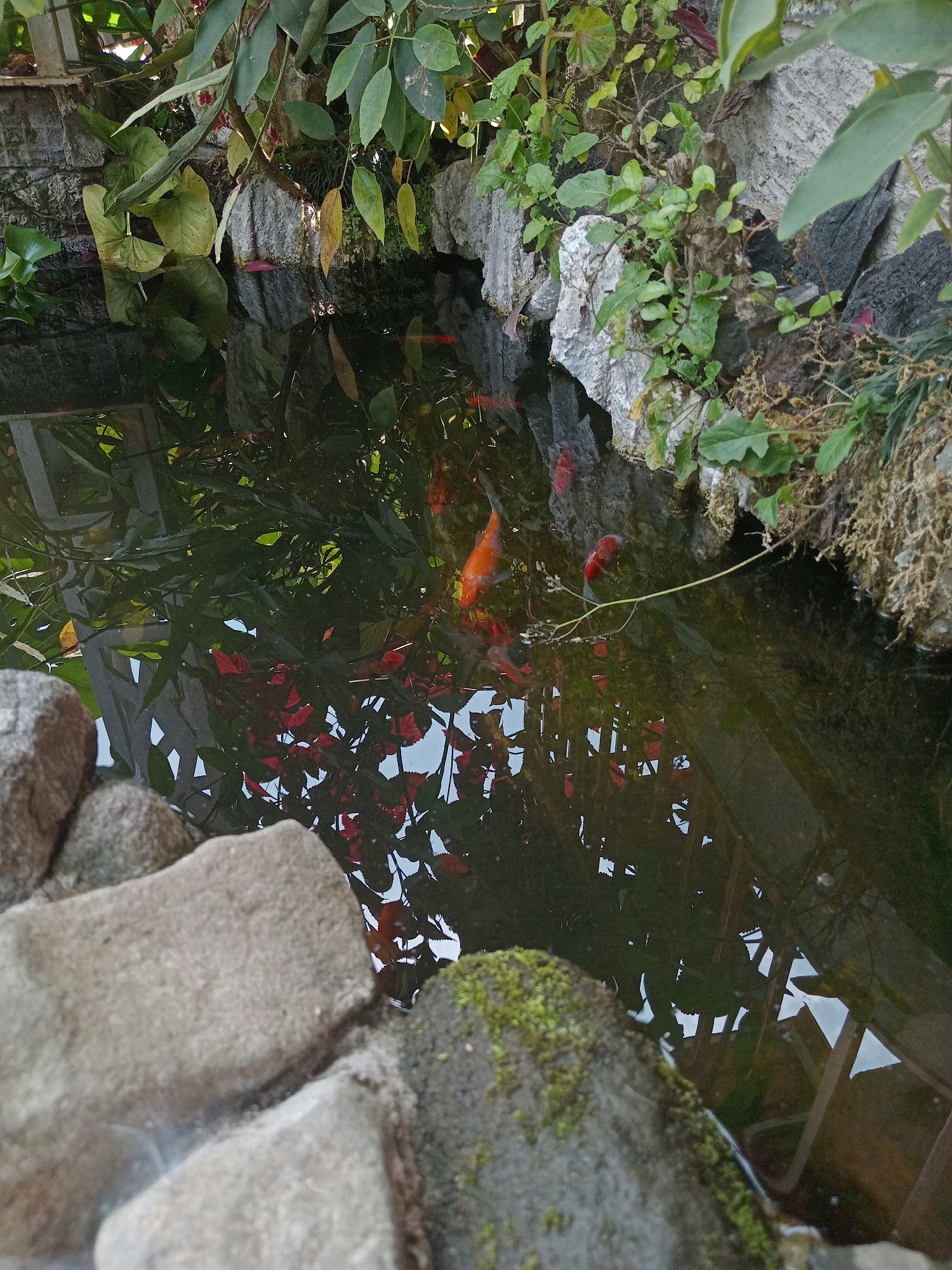 The image depicts a koi pond located in the city of Claket, Indonesia. The pond is surrounded by rocks and lush green vegetation. Several koi fish, predominantly orange and red in color, are visible swimming in the murky water. Reflections of the surrounding foliage and structures are cast upon the surface of the water, adding depth and visual interest to the scene. The overall impression is one of a tranquil, natural setting integrated within a residential or garden environment.