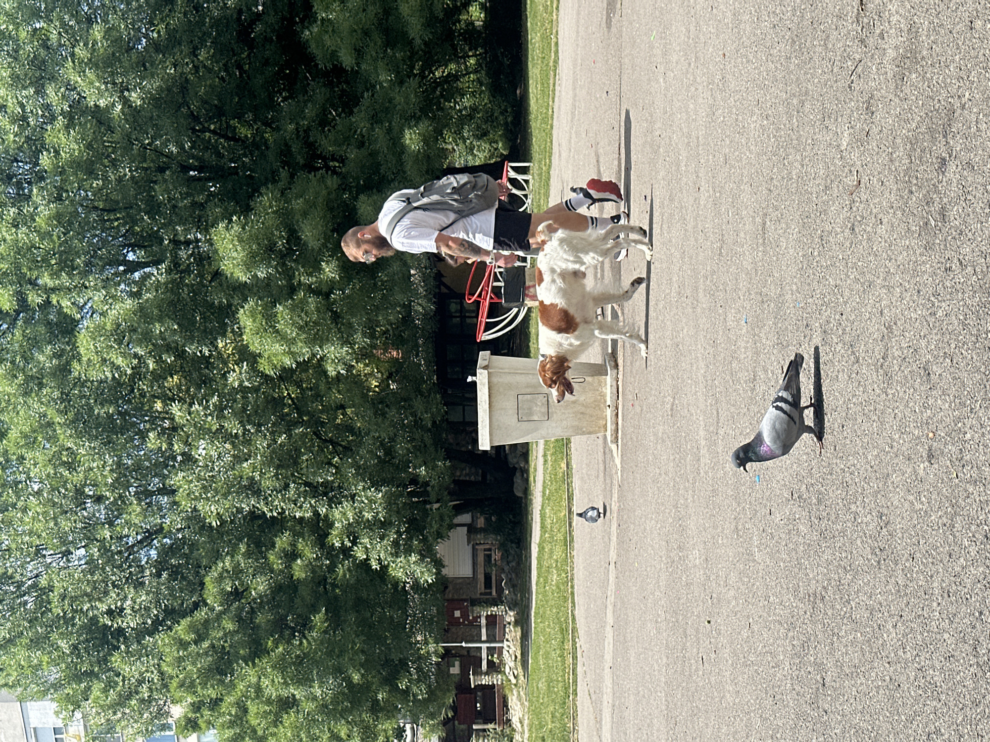 A man with a beard and sunglasses, wearing a white t-shirt, black shorts, and a backpack, walks a medium-sized dog with white and brown markings on a leash. The dog is on the right side of the frame, and the man is to its right, walking in the same direction. Two pigeons are on the paved ground in the foreground. In the background, there are trees, a building, and a concrete structure that appears to be a trash receptacle or a public utility. The scene is outdoors on a sunny day, suggesting a park or urban open space. The location is a public park in Sofia, Bulgaria.