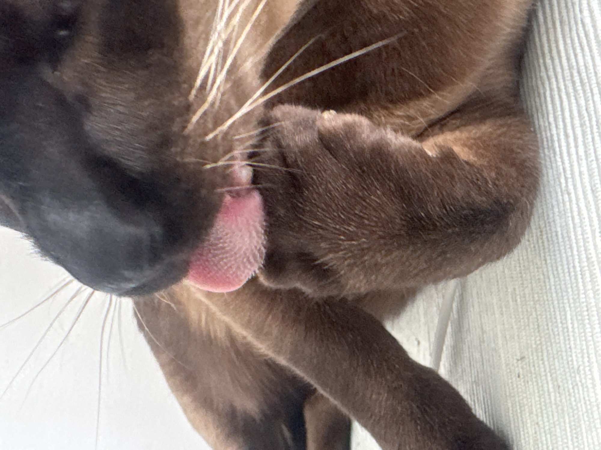 A close-up shot depicts a chocolate-colored cat grooming itself, with its pink tongue extended to lick its paw. The cat's nose is black, and it has white whiskers. The background is a white textured surface, possibly a blanket or furniture upholstery. There is no information in the image indicating a location in Ramat Gan, Israel.