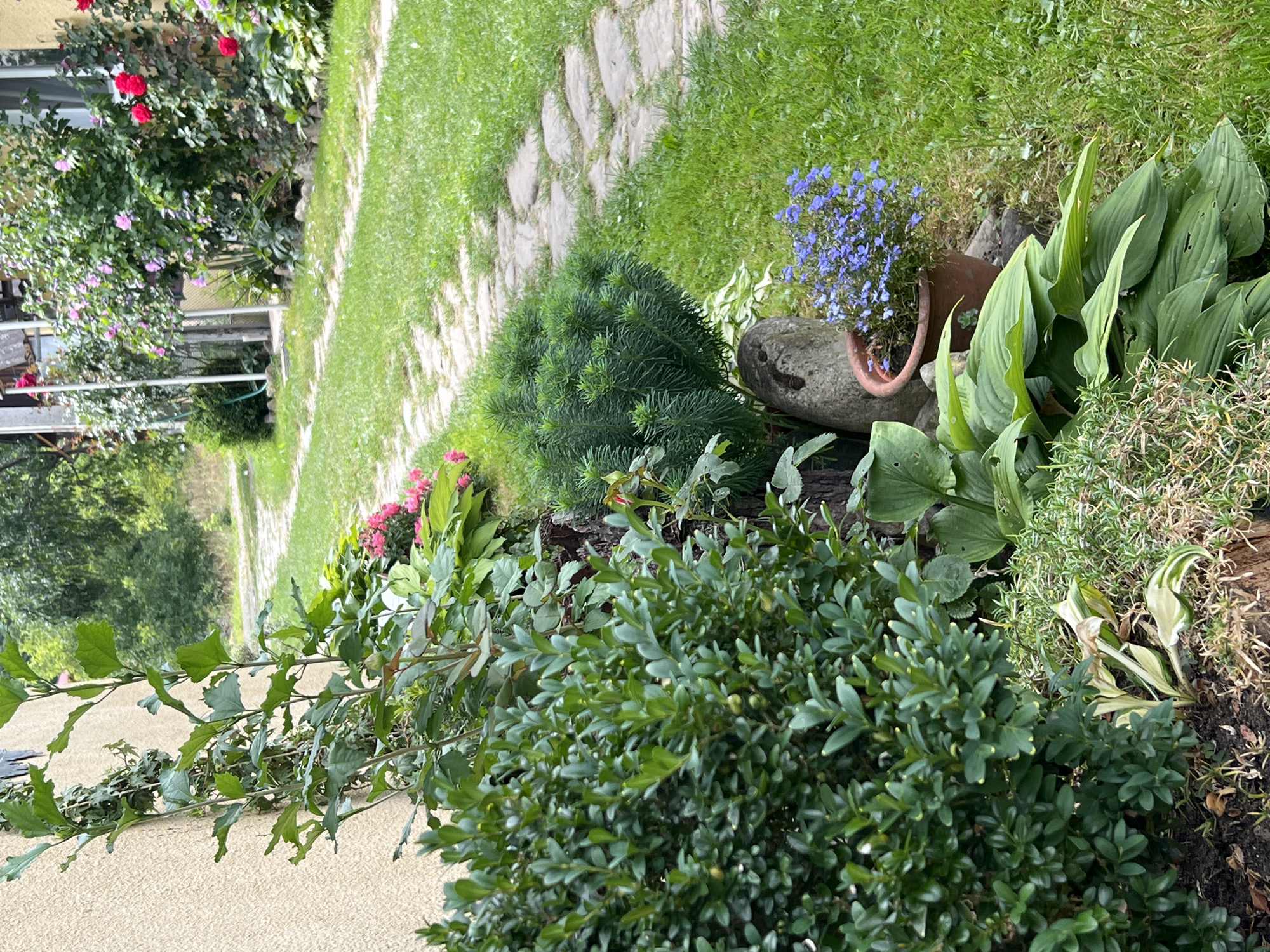 The image depicts a garden path in Yaremche, Ukraine. The path is made of flat, irregular stones and is bordered by lush green grass. To the left of the path, a building wall, painted a pale yellow, is visible, partially covered by ivy. In the foreground, various plants are arranged: a dense, dark green bush, large-leafed hosta plants, and a terracotta pot containing a cluster of small blue flowers. Behind these, a spiky, conical evergreen shrub stands beside a large, grey rock. Further back, a variety of flowering bushes, some with pink and red blooms, line the path, with glimpses of a building structure and trees in the background. The scene suggests a well-maintained garden or yard.